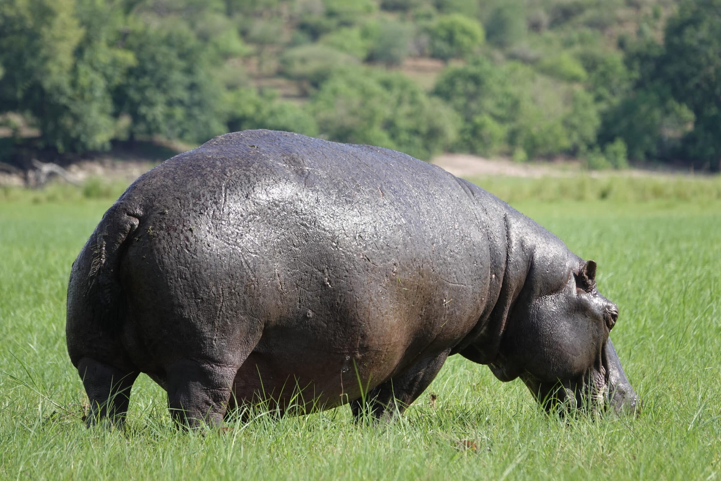 Hipopótamo | Parque Nacional Chobe