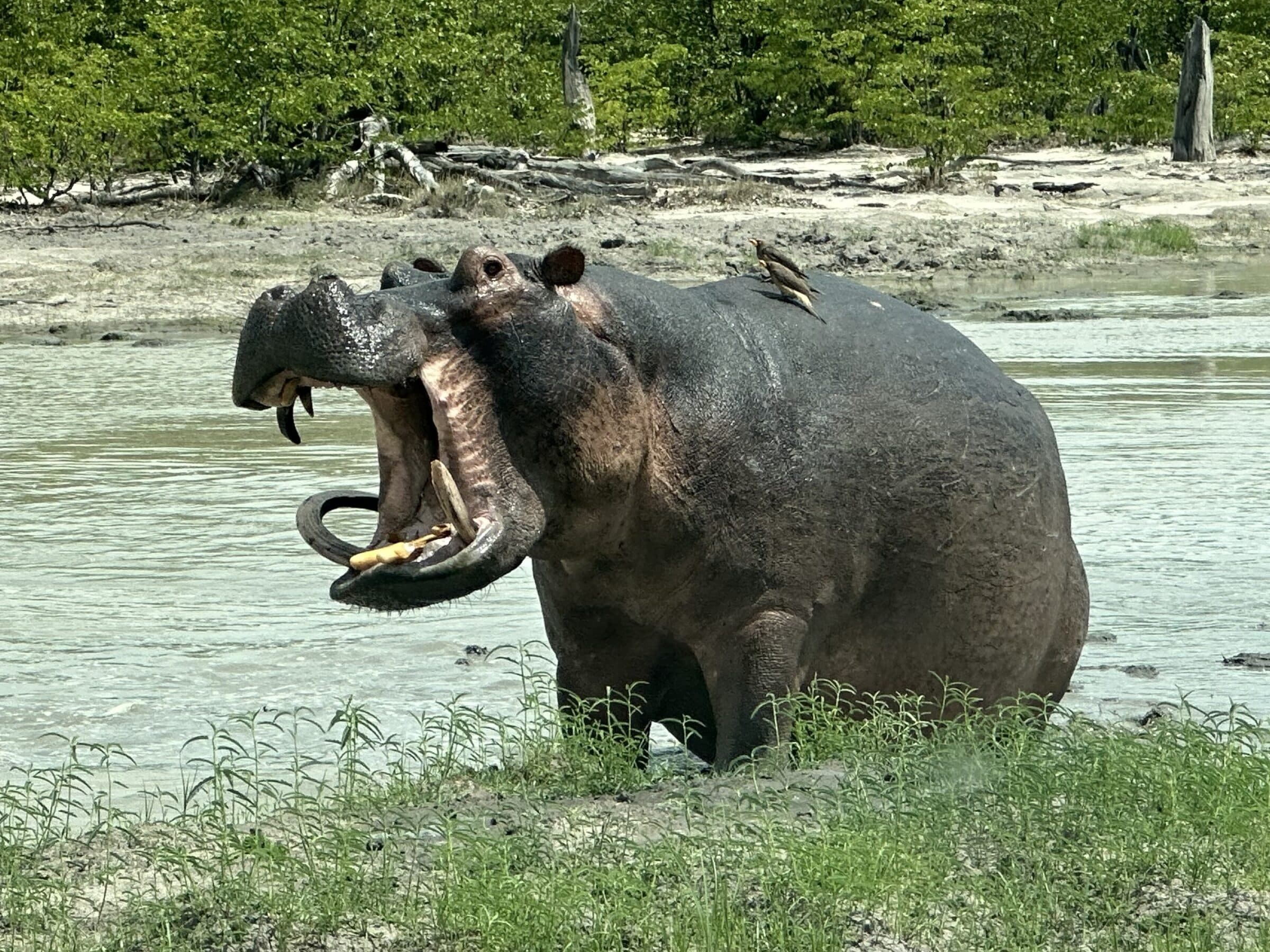 Nilpferd mit Zahnschmerzen | Moremi-Wildreservat