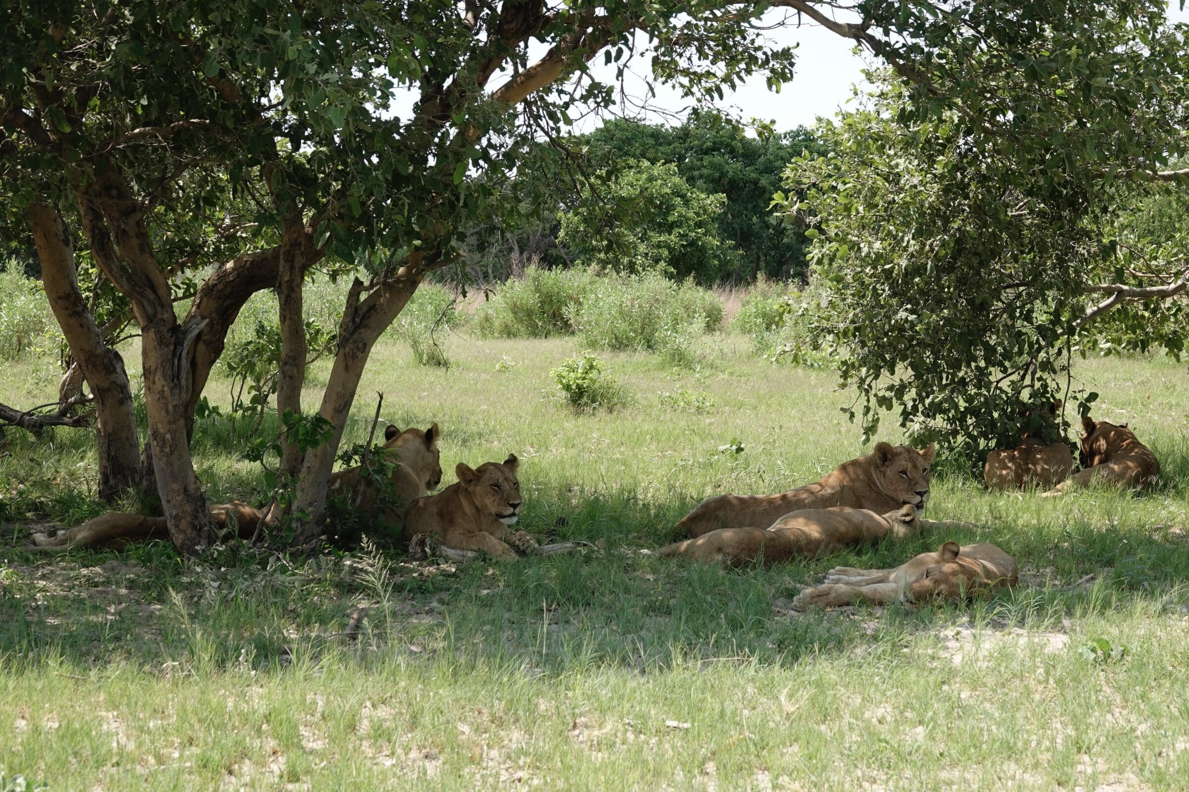 Lejon under ett träd | Moremi Game Reserve
