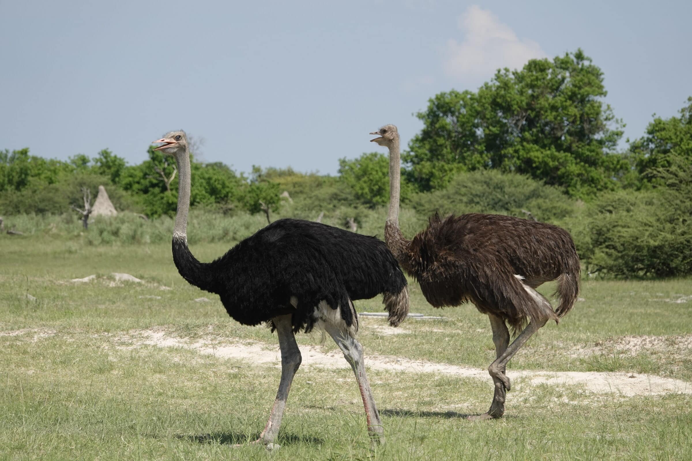 Par de avestruzes | Reserva de Caça Moremi