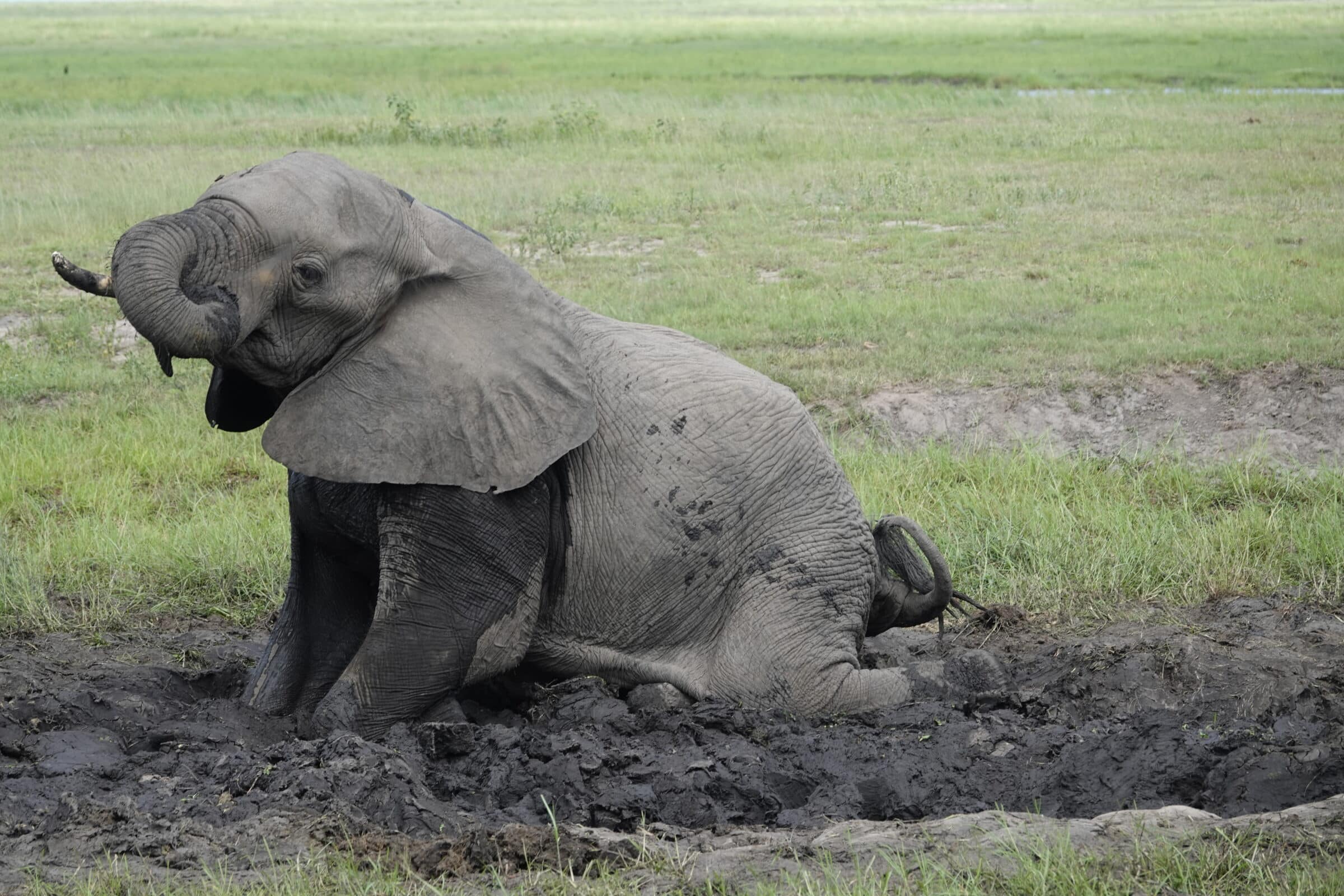 Leker elefant | Överlandning i Botswana