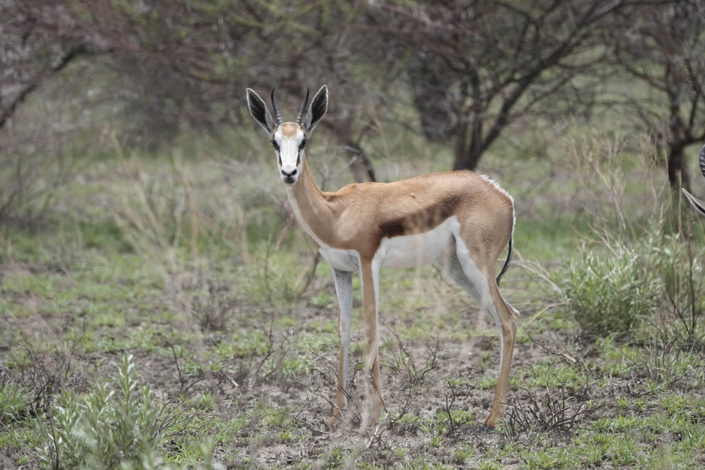 Springbok | Överlandning i Botswana