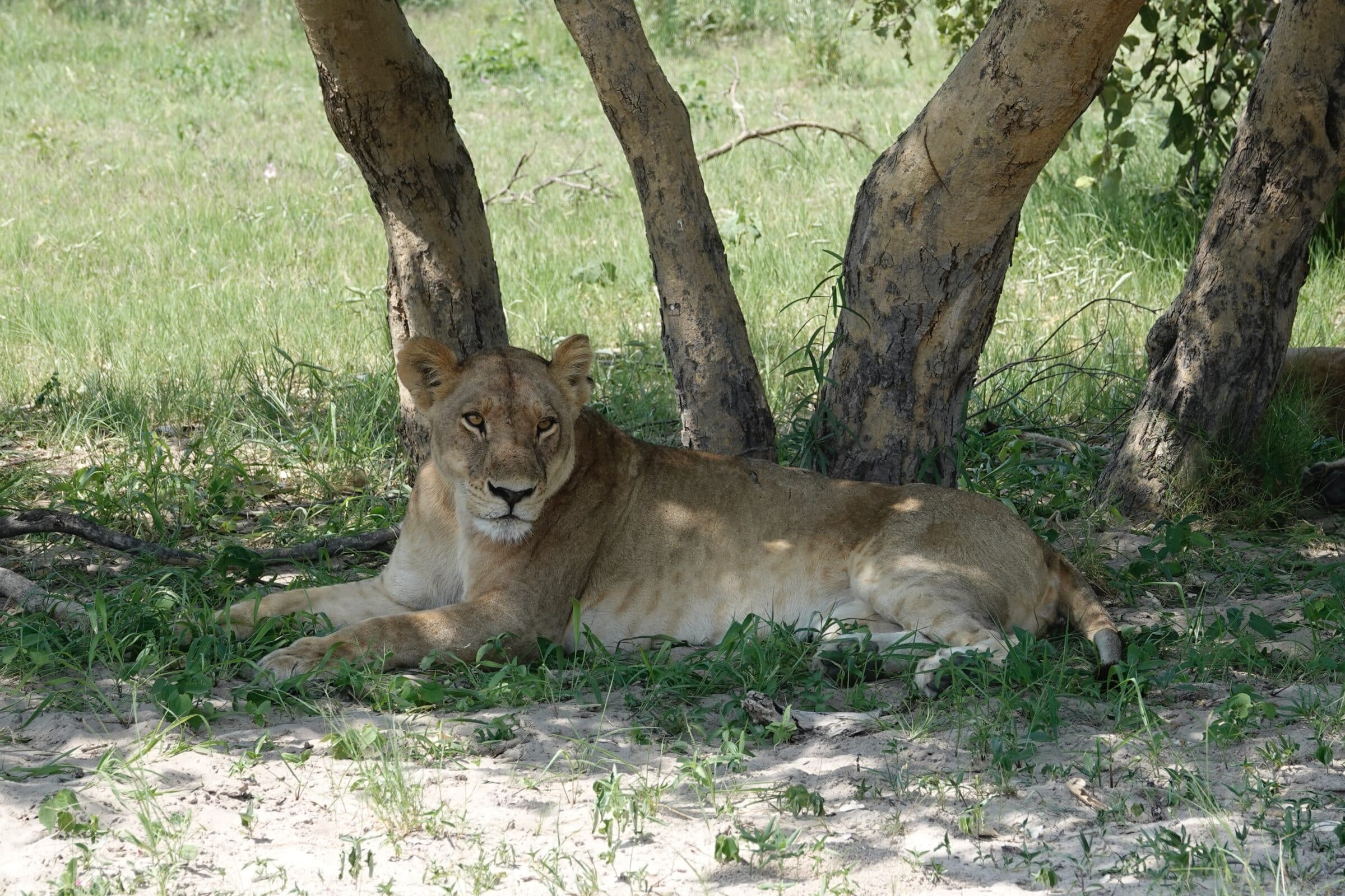 Lion fatigué | Réserve animalière de Moremi