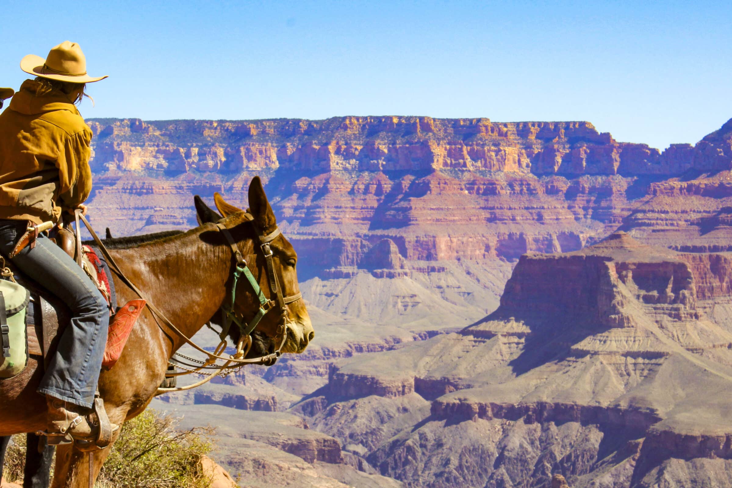 Een muilezel uitkijkend over de Grand Canyon