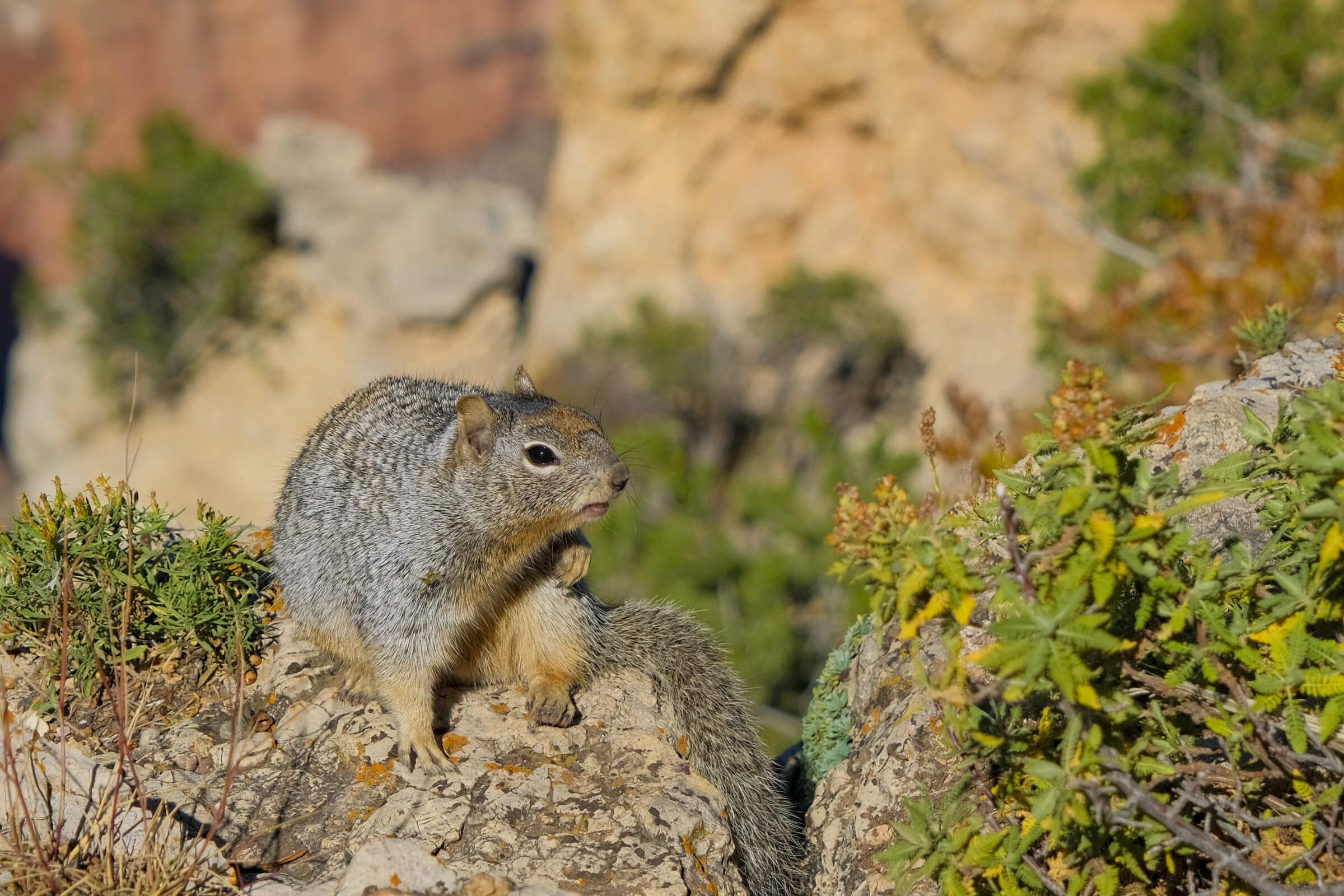 Een eekhoorn in Grand Canyon NP