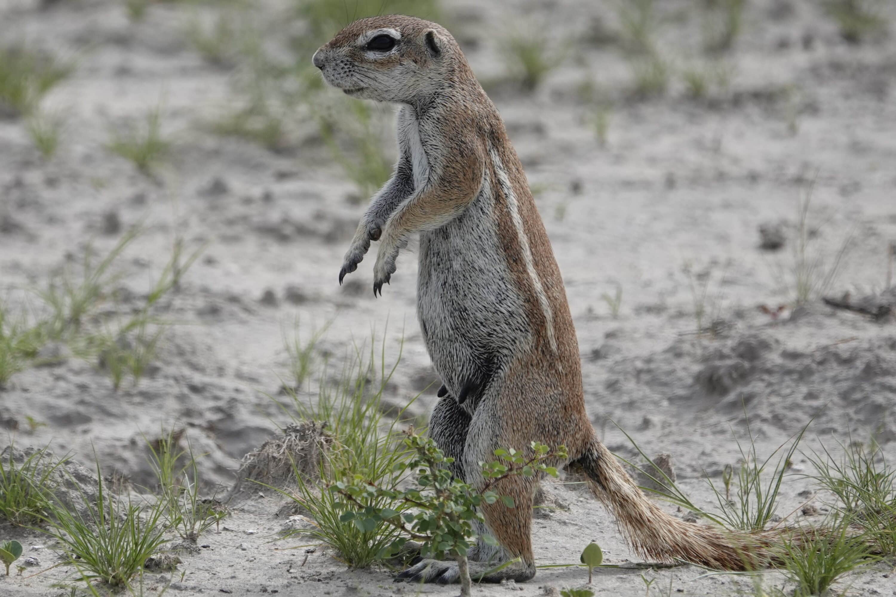 Écureuil terrestre | Par voie terrestre au Botswana