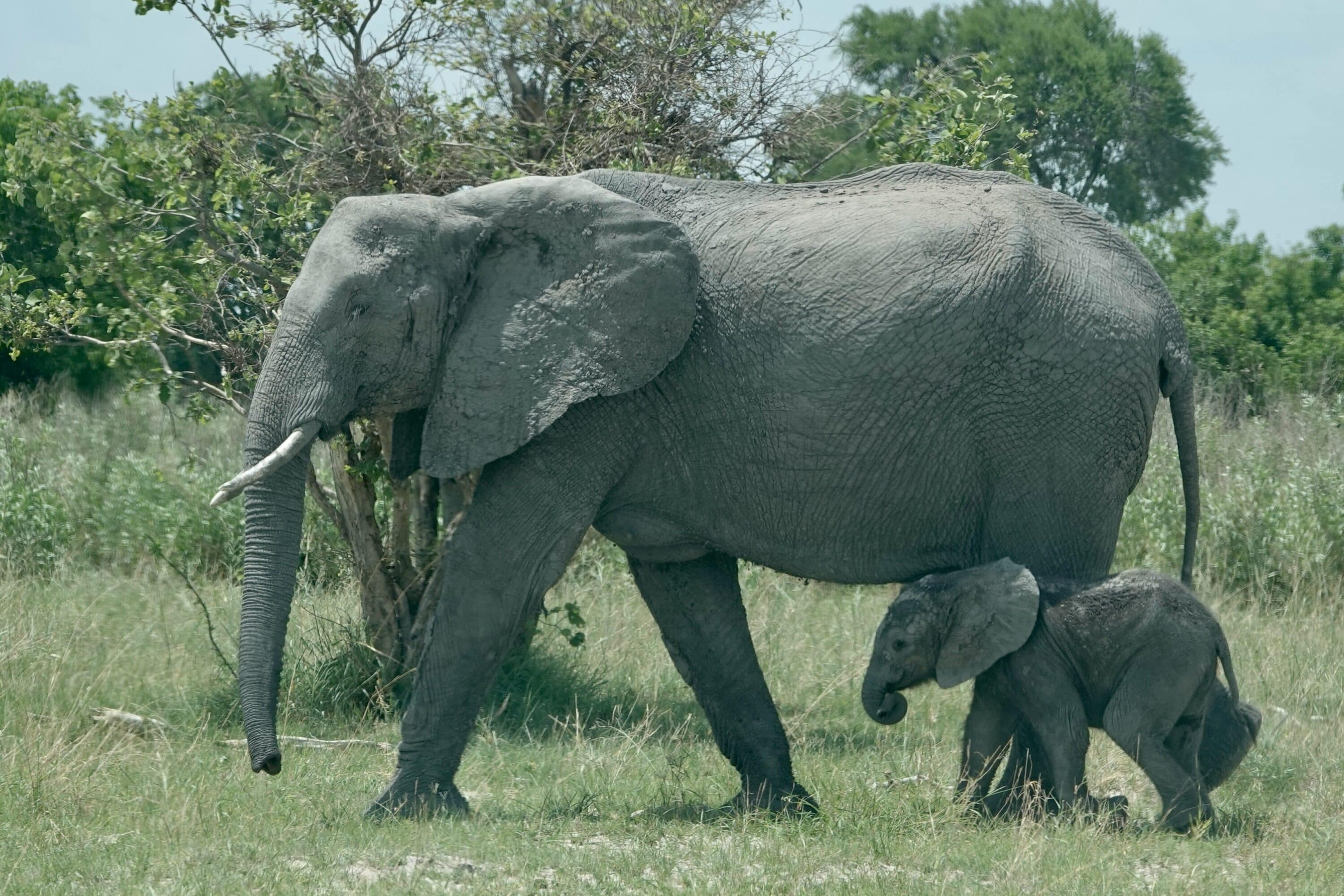 Slon s mladim | pustinja Kalahari