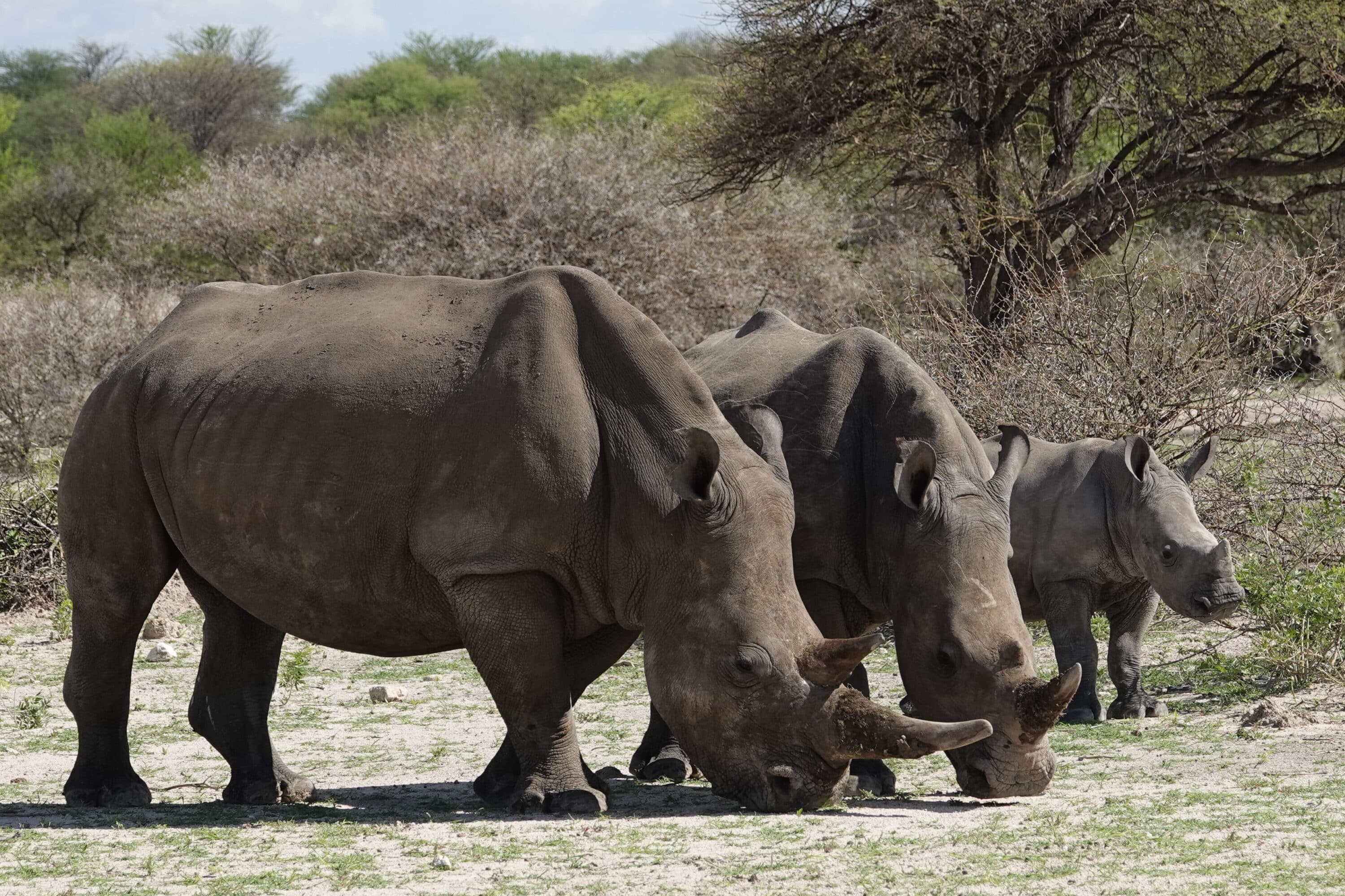 Nosorozi | pustinja Kalahari