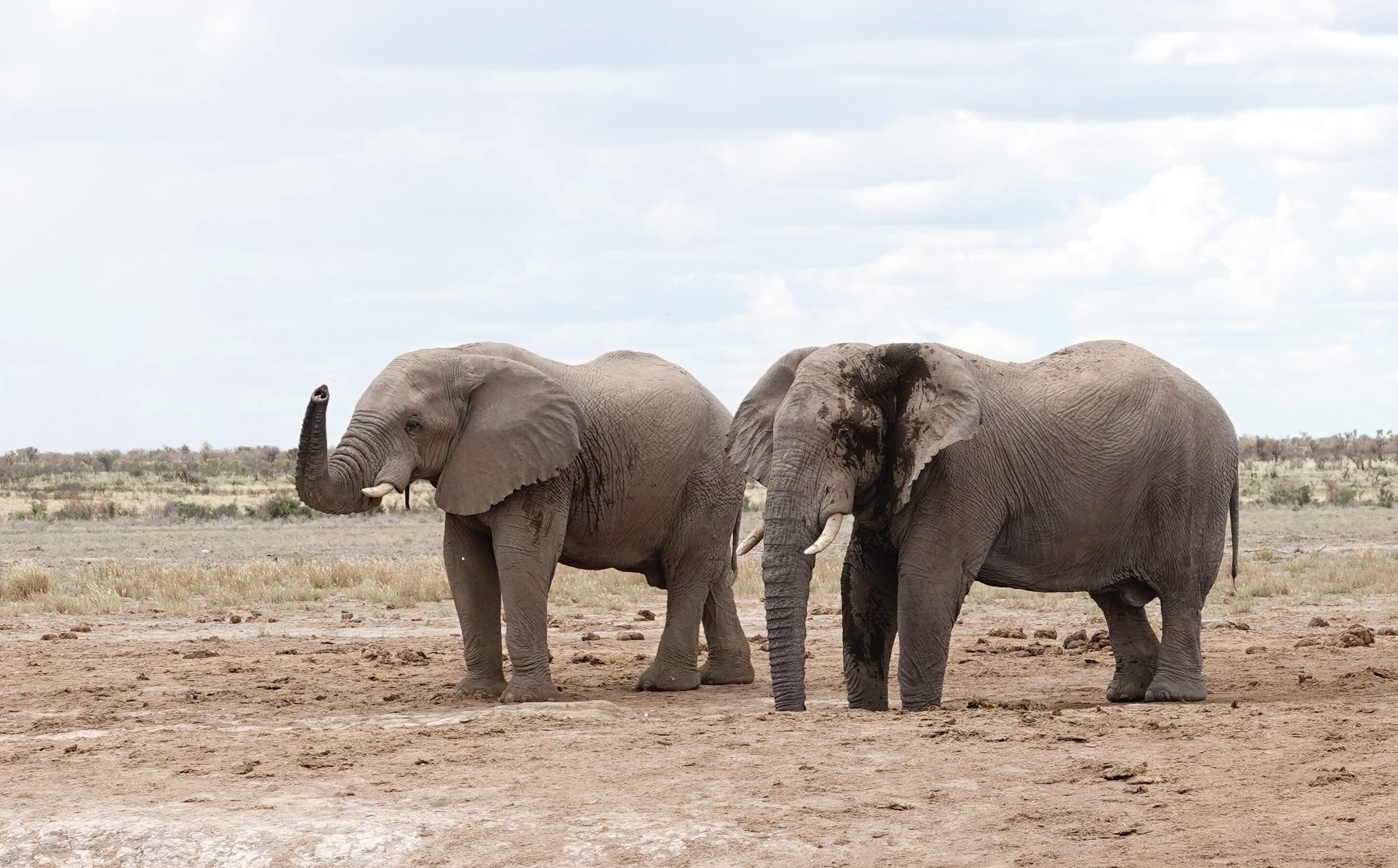 Elefanter | Överlandning i Botswana