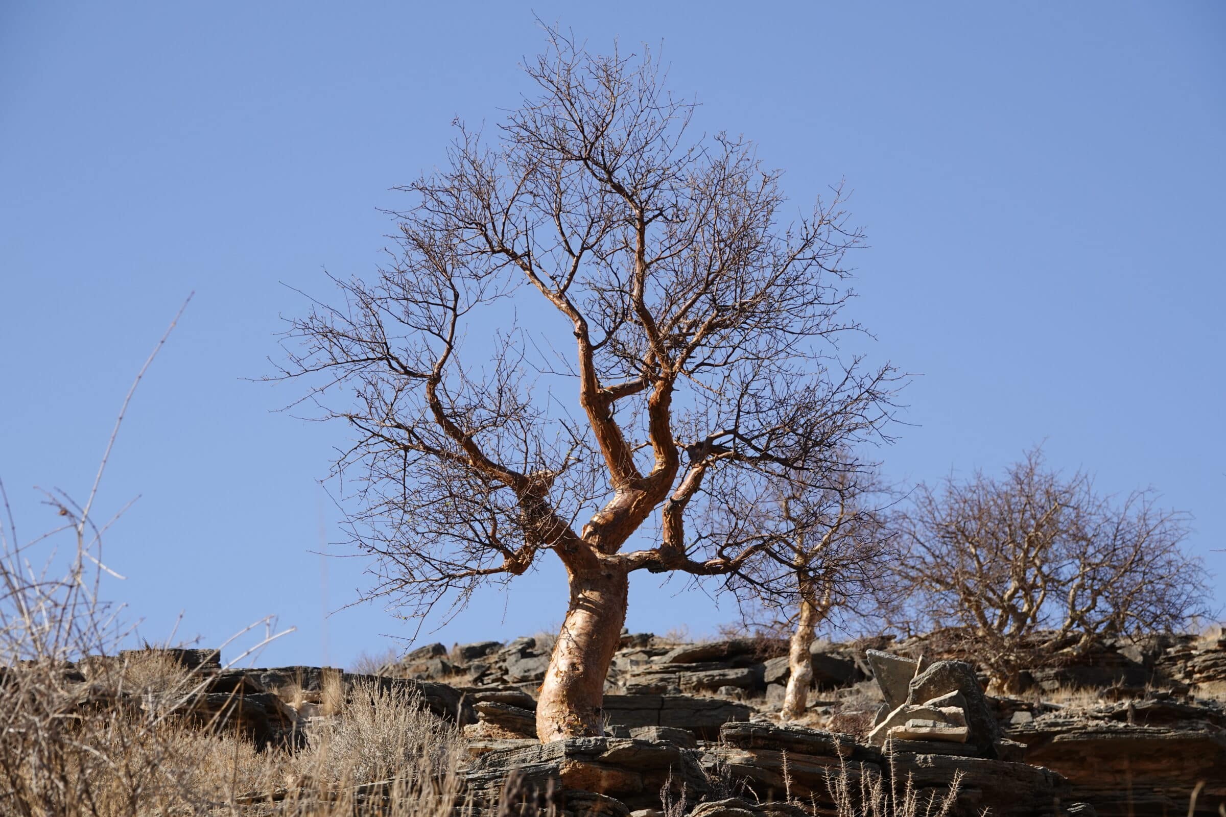 Kogerträd 1 | Överlandning i Namibia