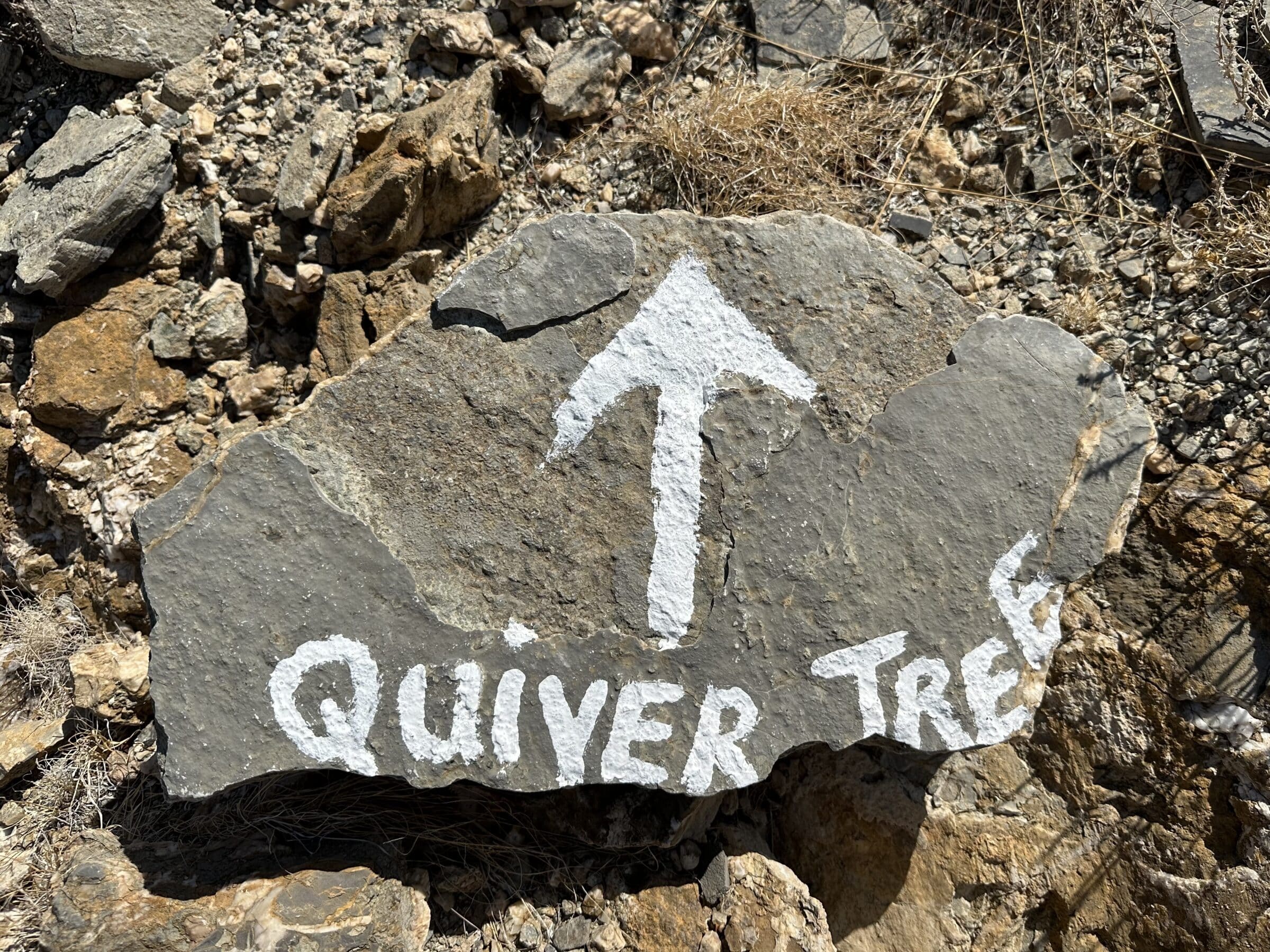 Quiver tree 2 | Overlanden in Namibië