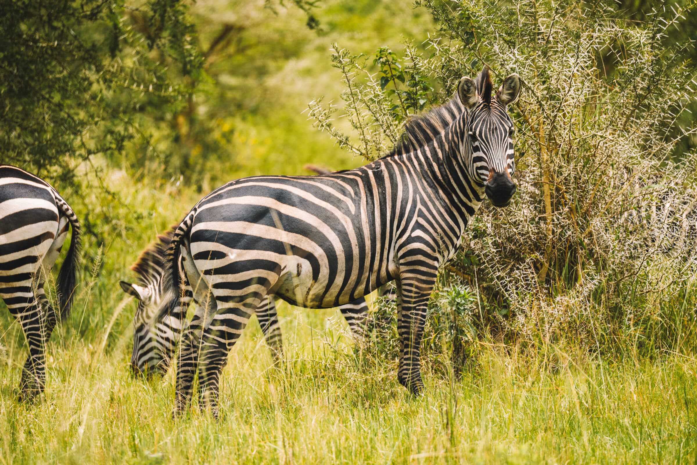 Oeganda highlights | Zebra's spotten in Lake Mburo National Park