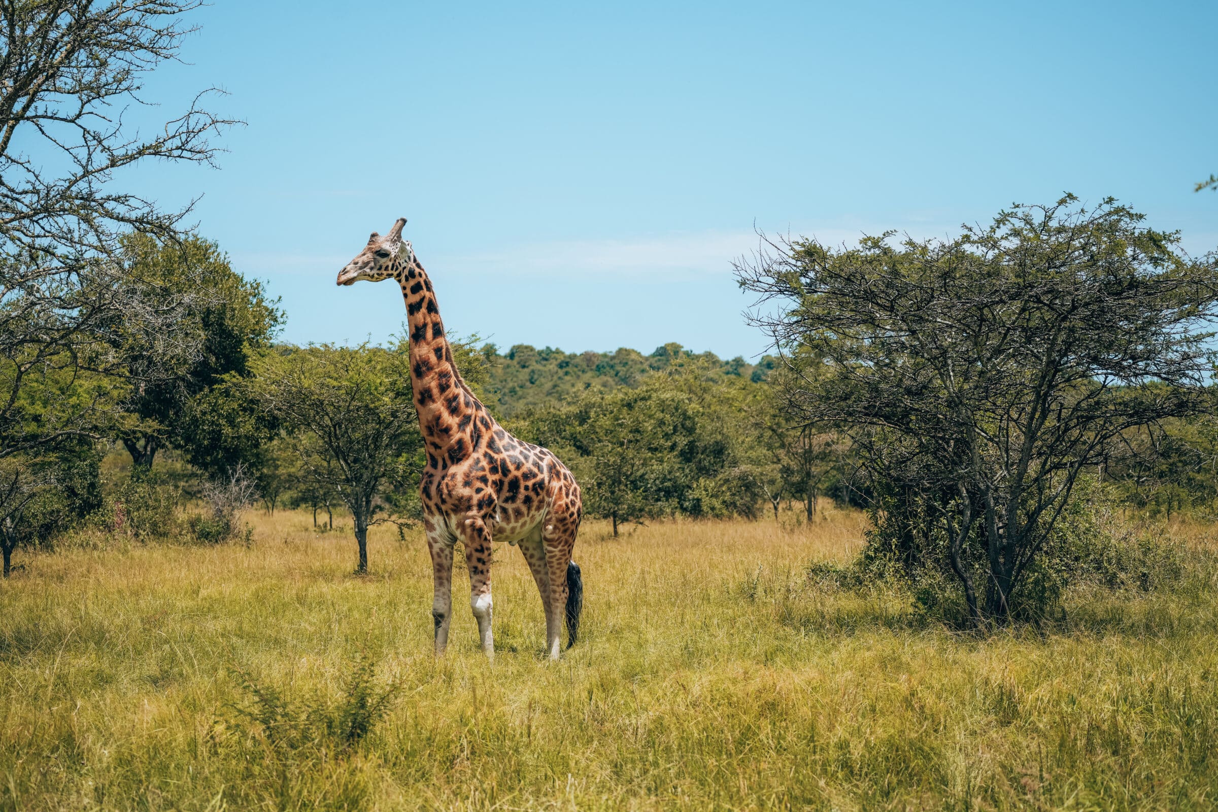 Reisinformatie Oeganda | Fiets safari in Lake Mburo National Park
