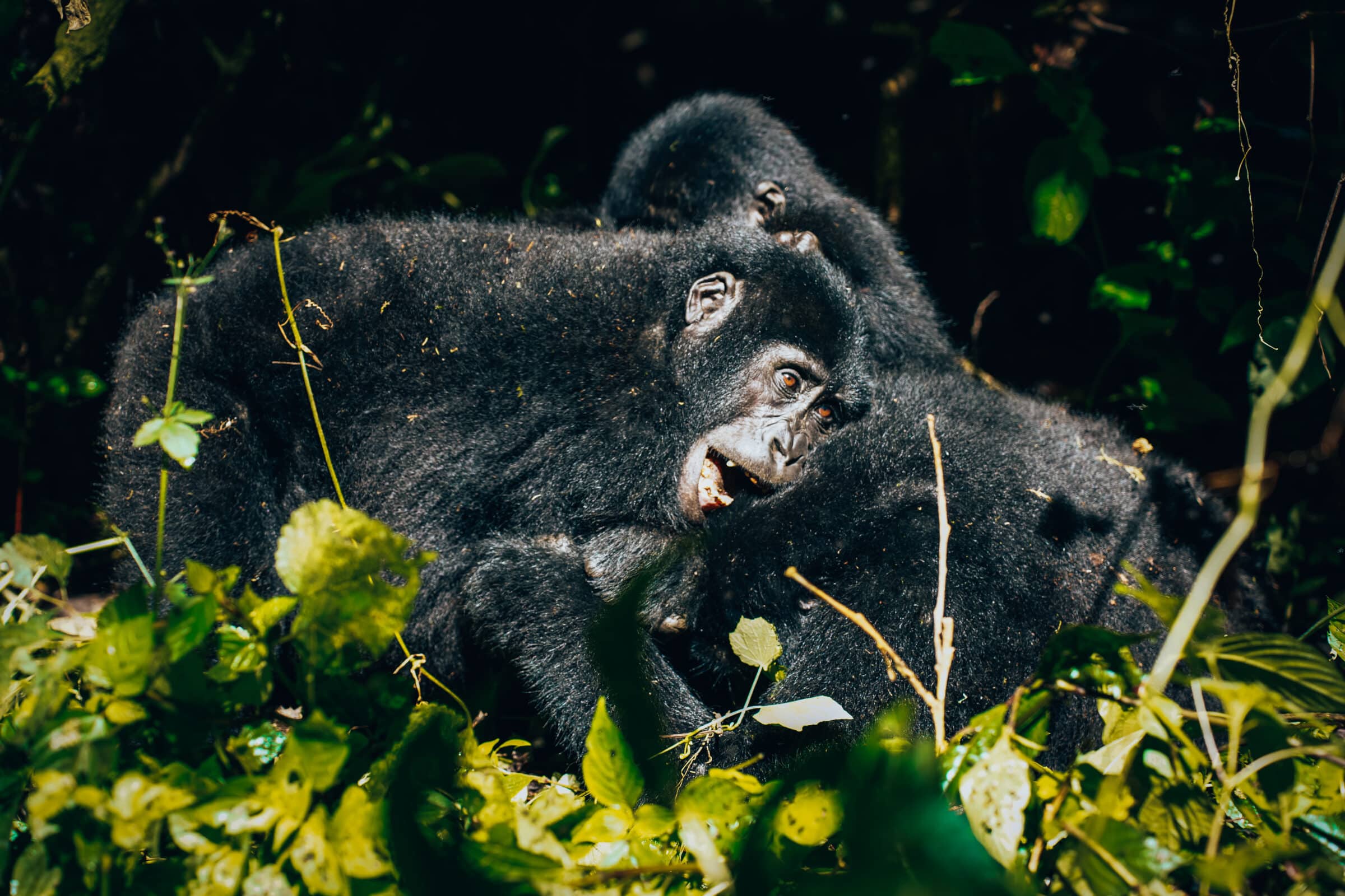 Oeganda highlights | Gorilla's spotten in Bwindi Impenetrable National Park