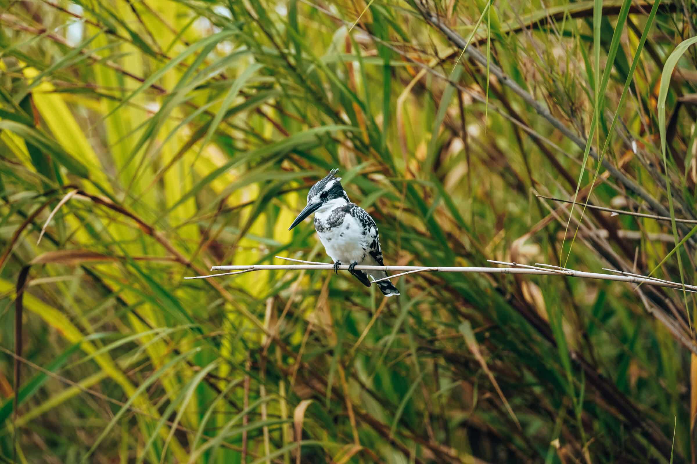 Reisinformatie Oeganda | Spot alle honderden vogels die Oeganda rijk is