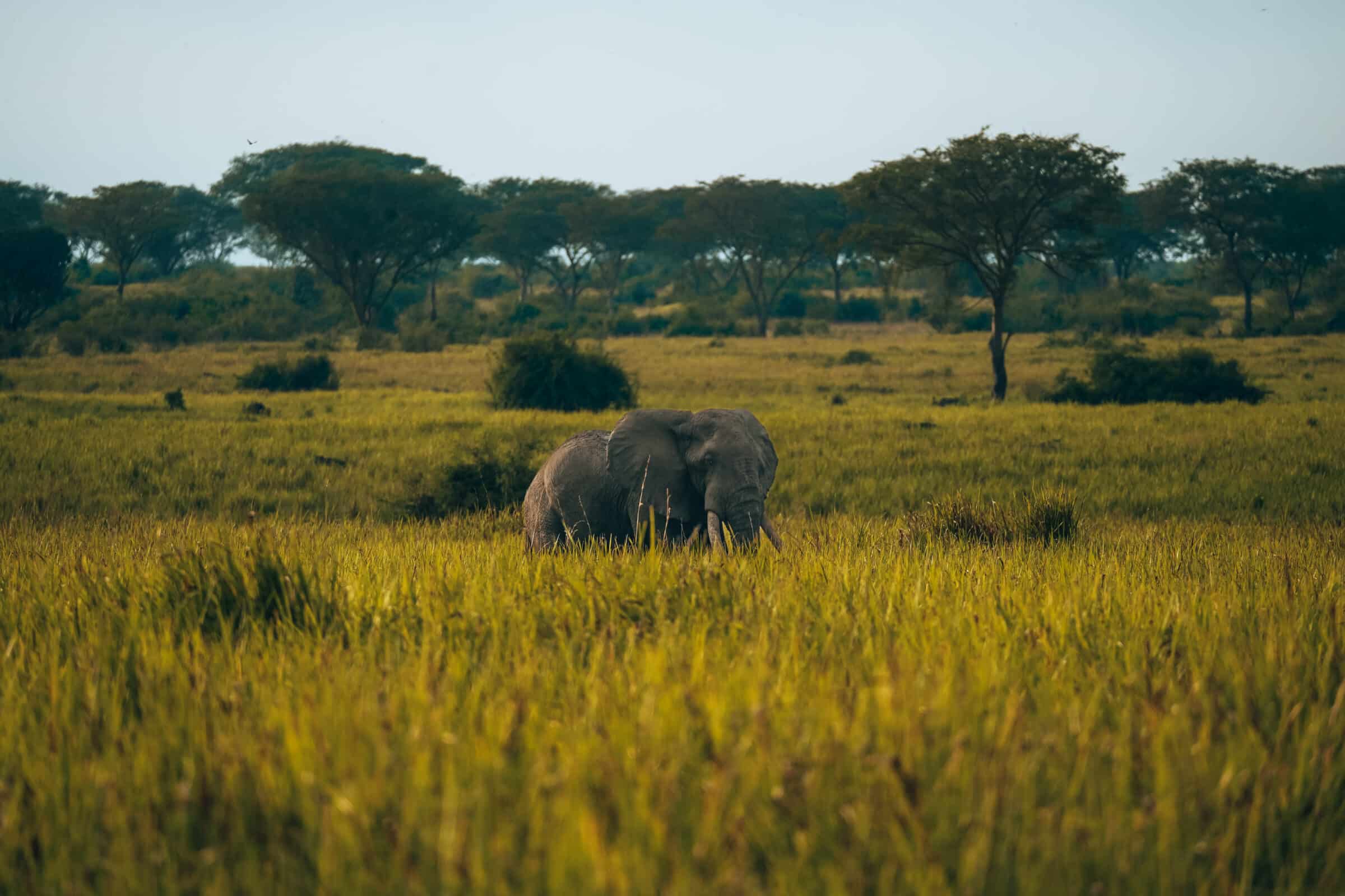 Oeganda highlights | Olifant gespot langs de weg richting Queen Elizabeth National Park