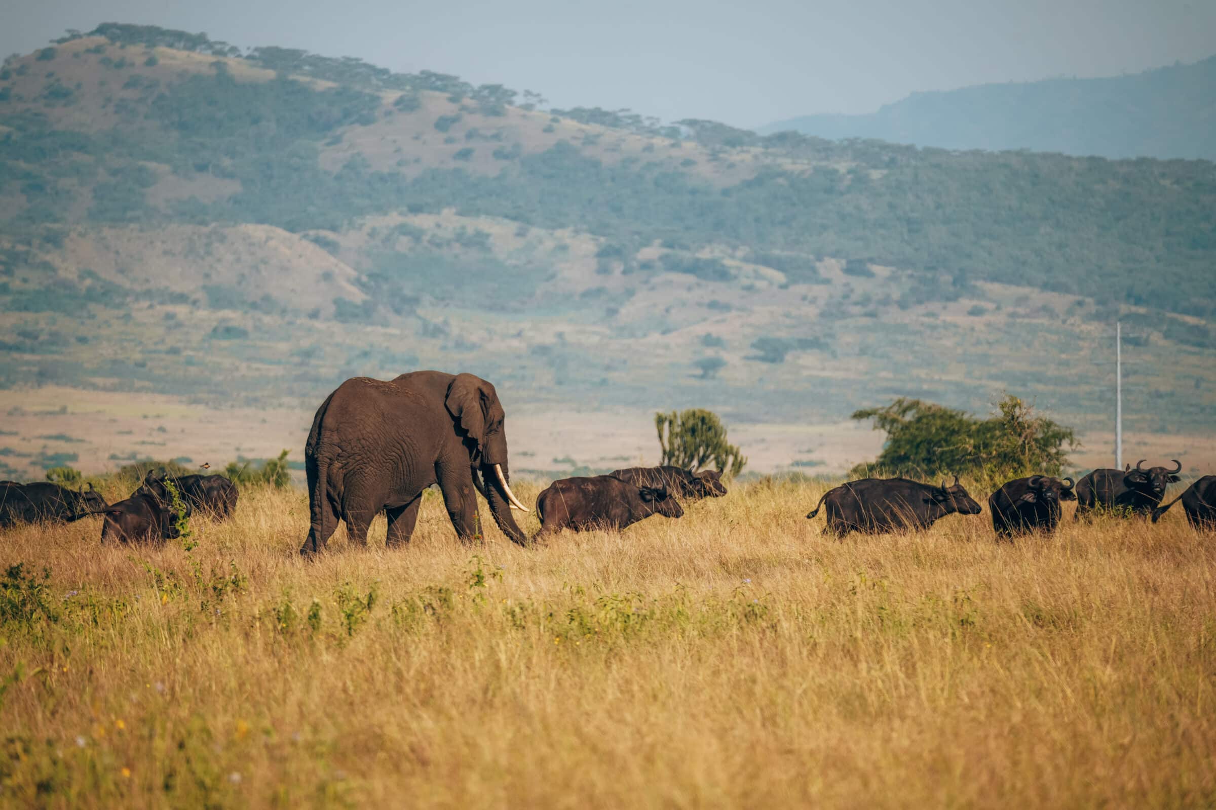 Reisroutes Oeganda | Op safari in Queen Elizabeth National Park