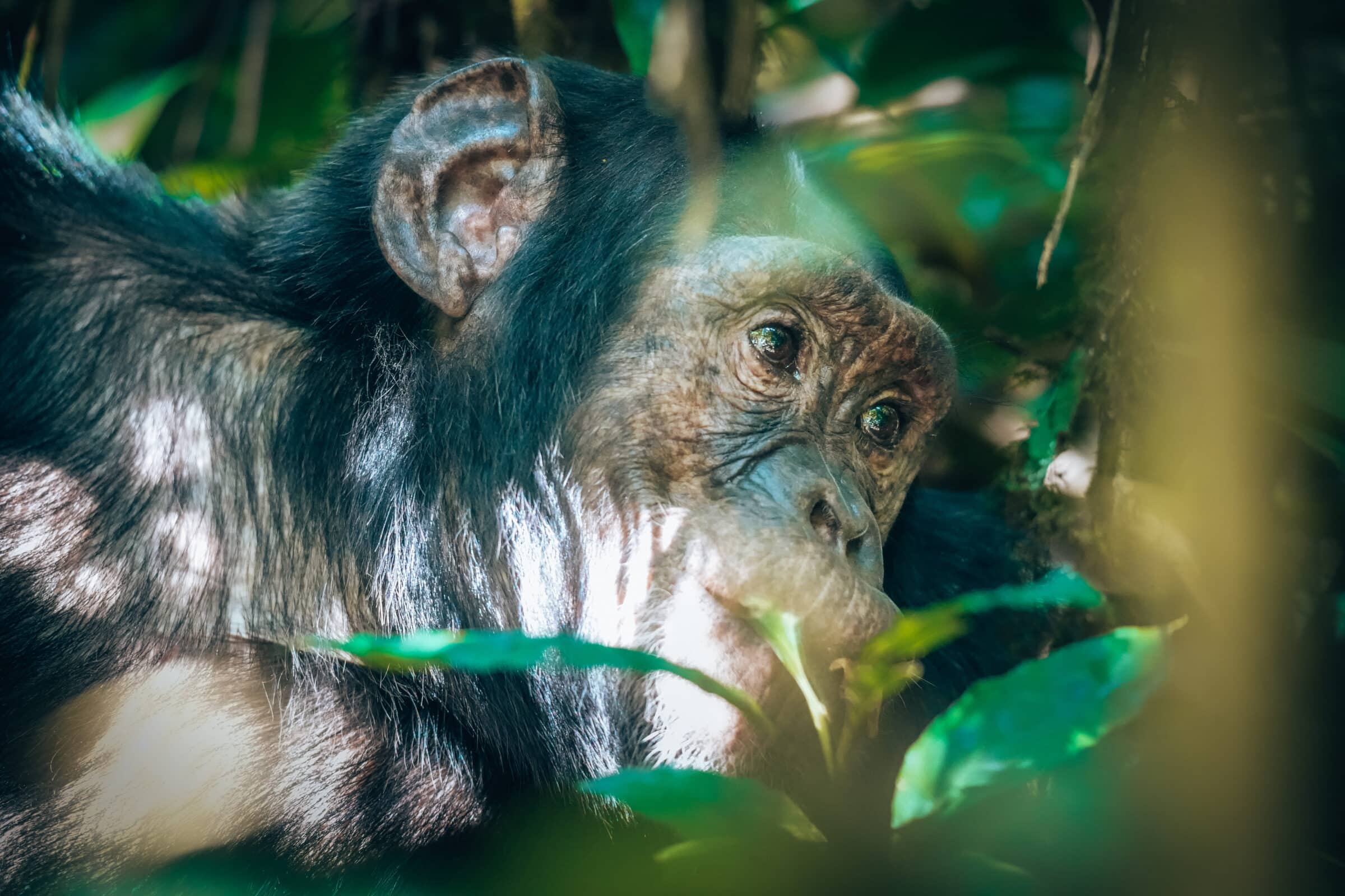 Oeganda highlights | Chimpanzees spotten bij Kibale Forest National Park