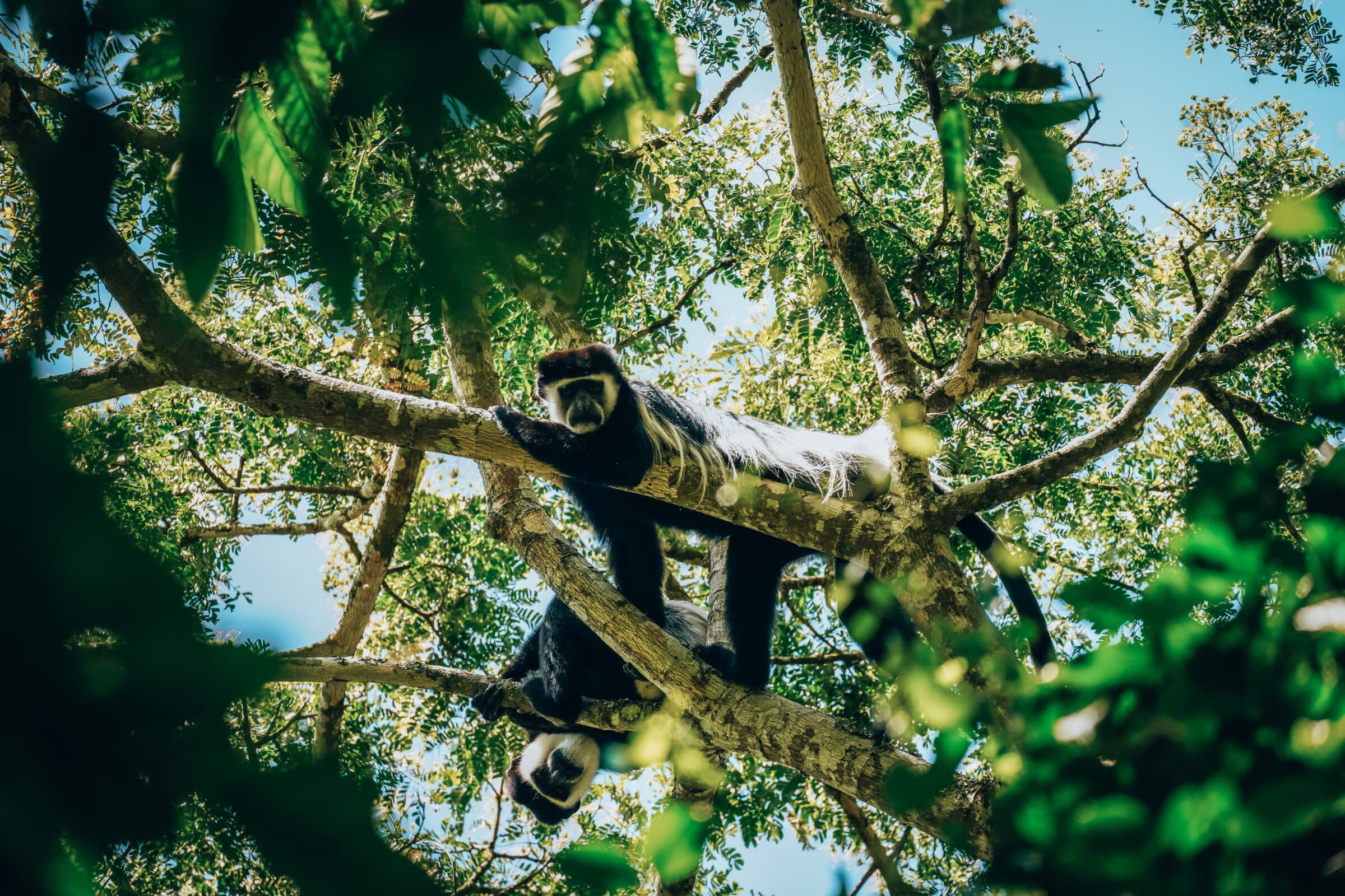 Reisroutes Oeganda | Een zwart-wit colobus aap in Kibale Forest National Park