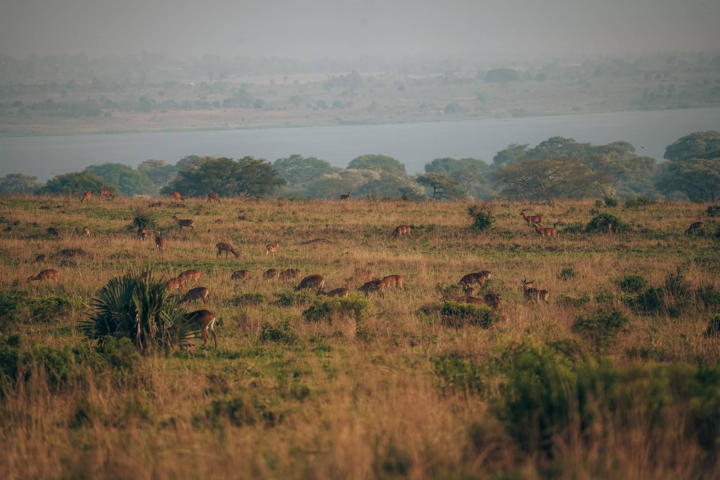 Reisinformatie Oeganda | Ochtend safari in Murchison Falls National Park