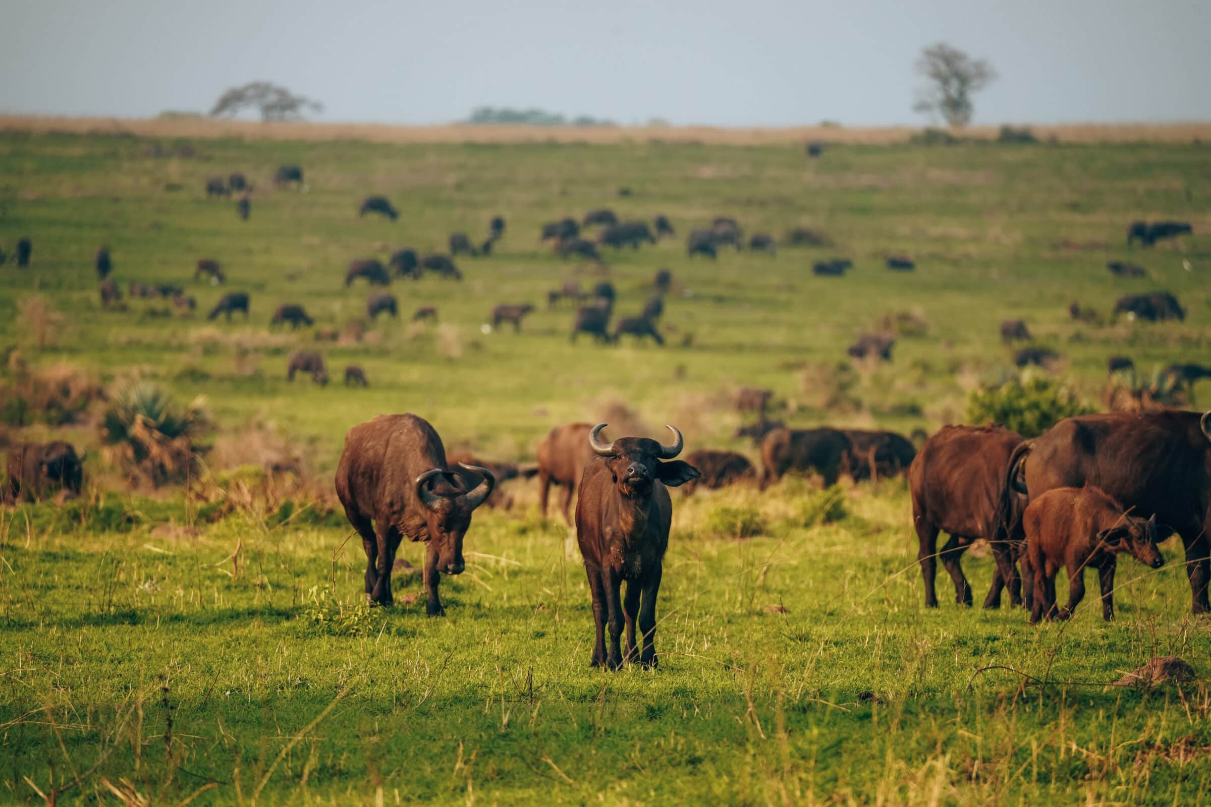 Oeganda | Volop buffalo's in het wild bij Murchison Falls National Park