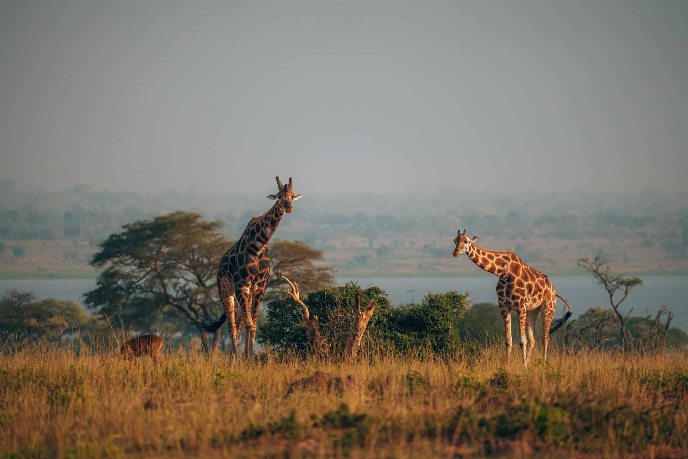 Reisroutes Oeganda | Op safari in Murchison Falls National Park