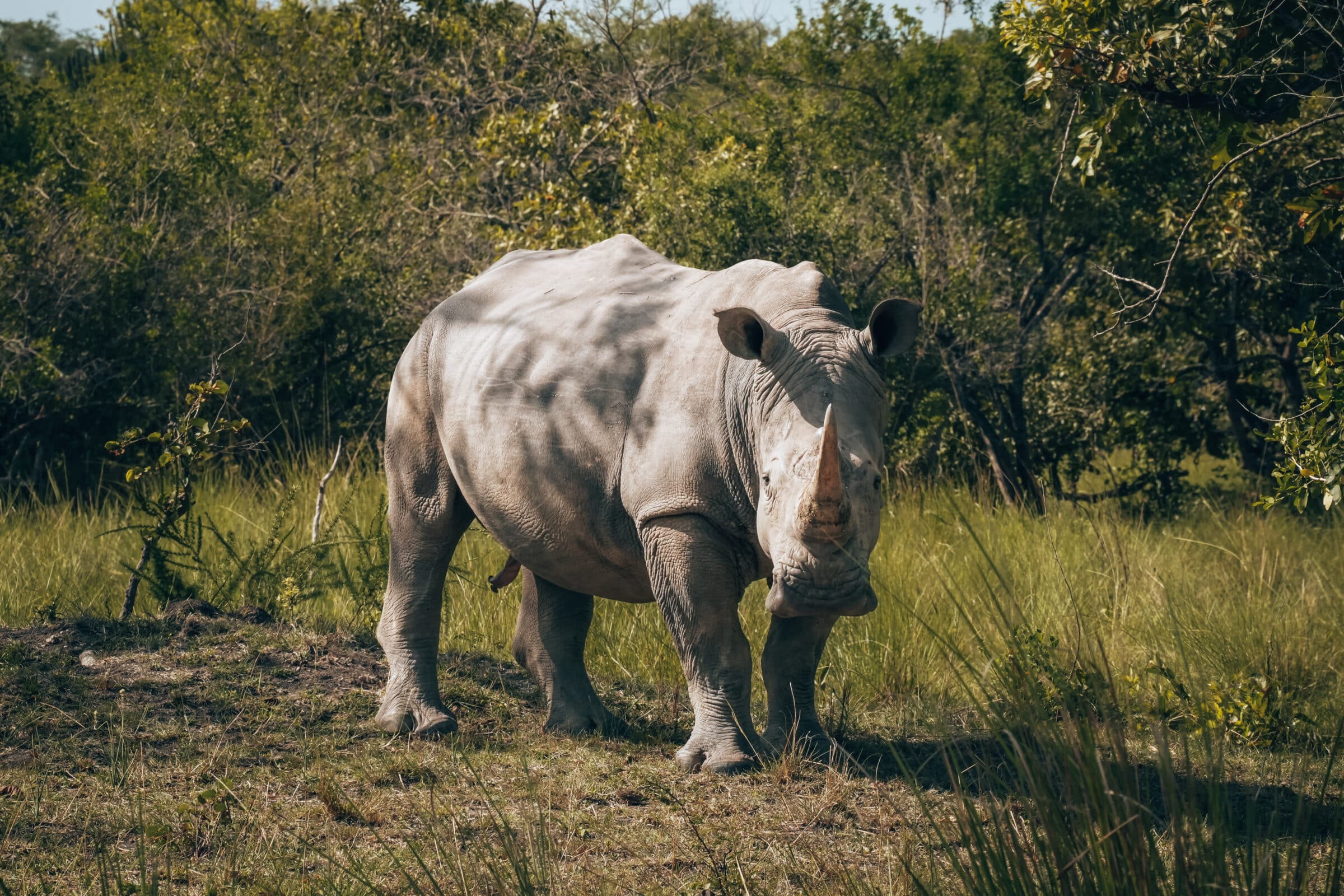 Reisinformatie Oeganda | Neushoorn trekking bij Ziwa Rhino Sanctuary