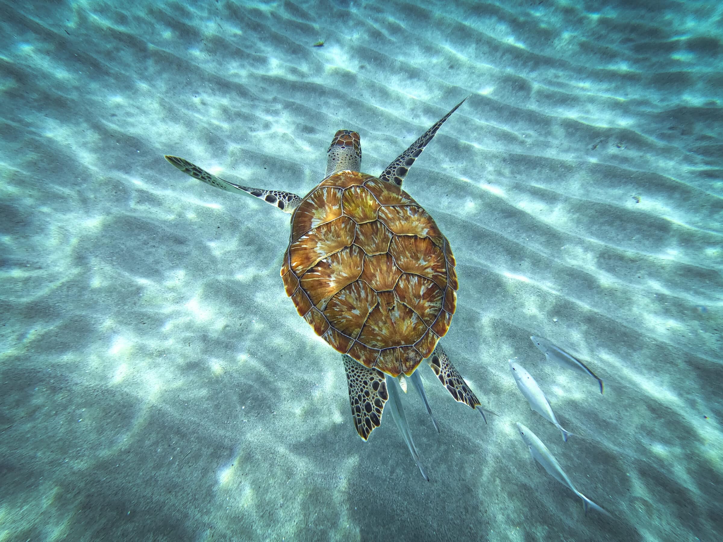 Een zeeschildpad gespot bij Playa Jeremi | Mooiste stranden van Curaçao
