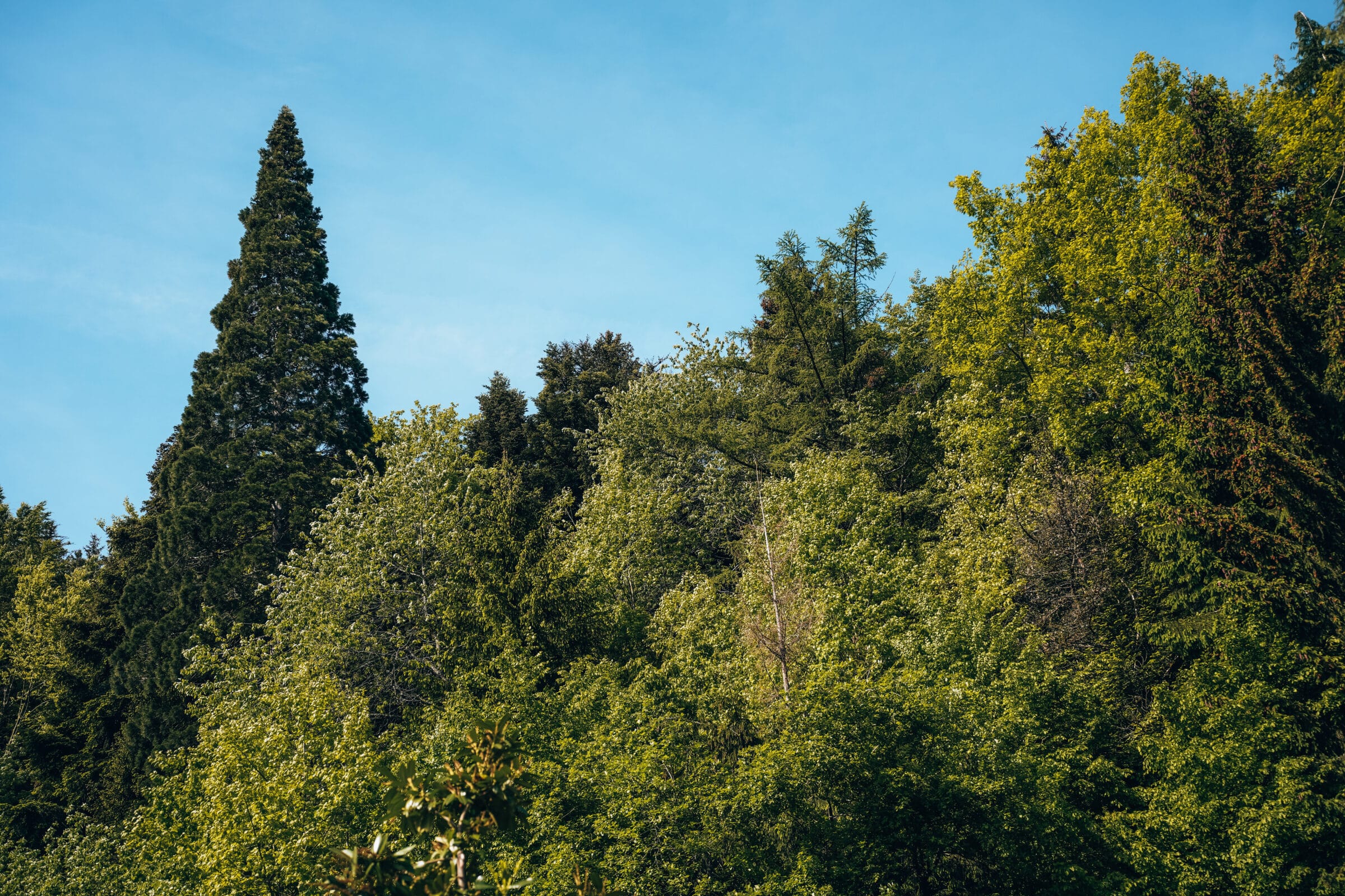 Koroška en Savinjska | De groene omgeving van regio Koroška en Savinjska