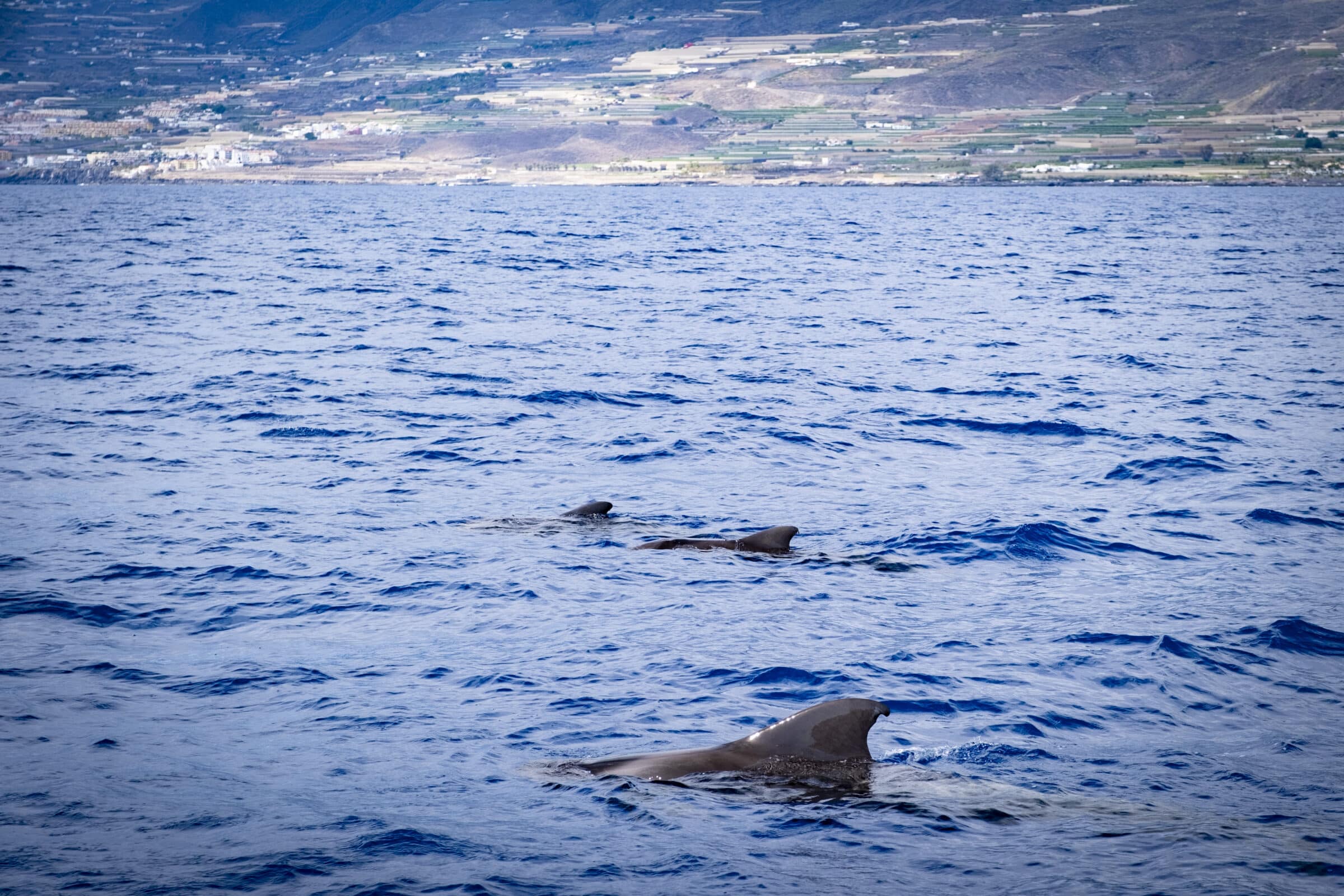 Whale watching Tenerife