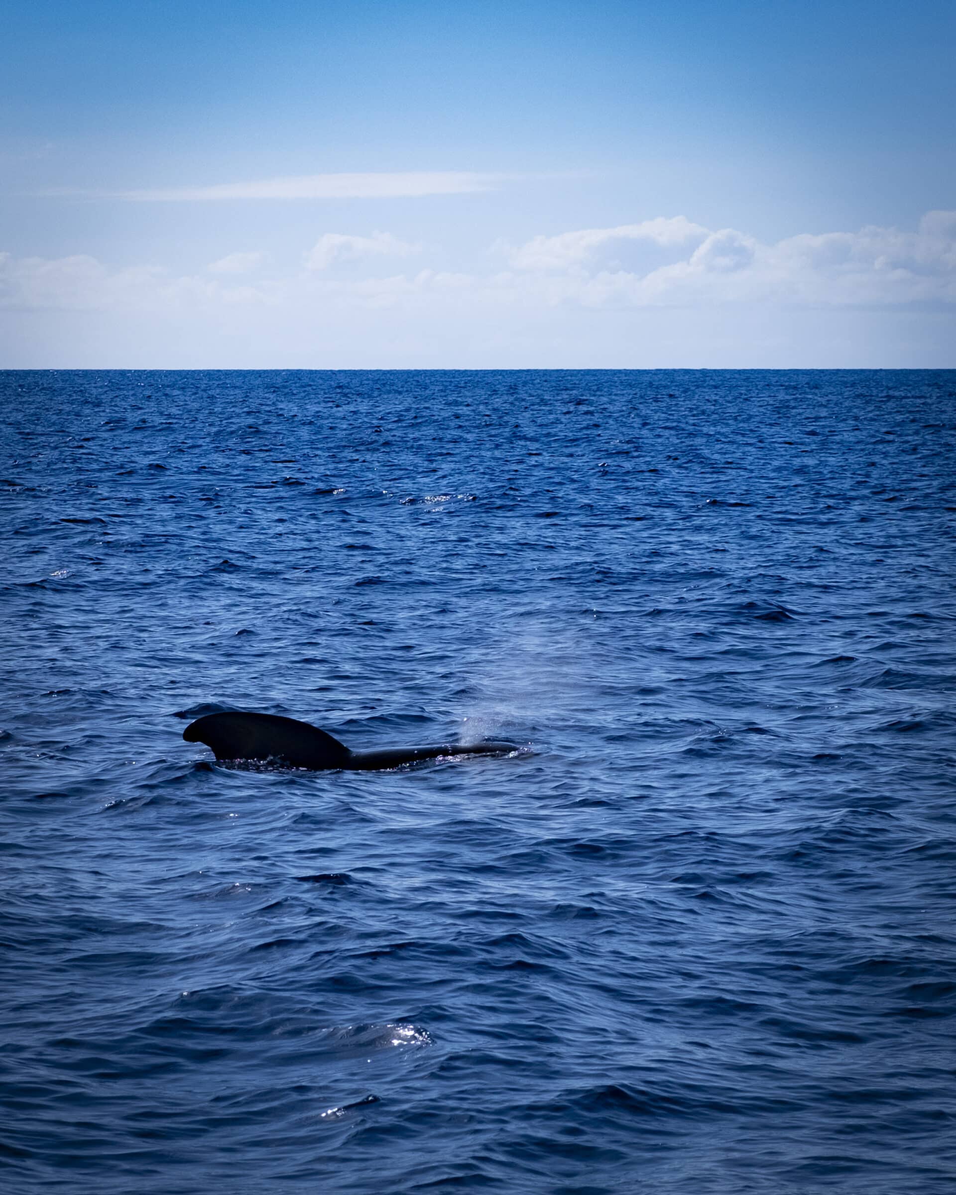 Whale watching Tenerife