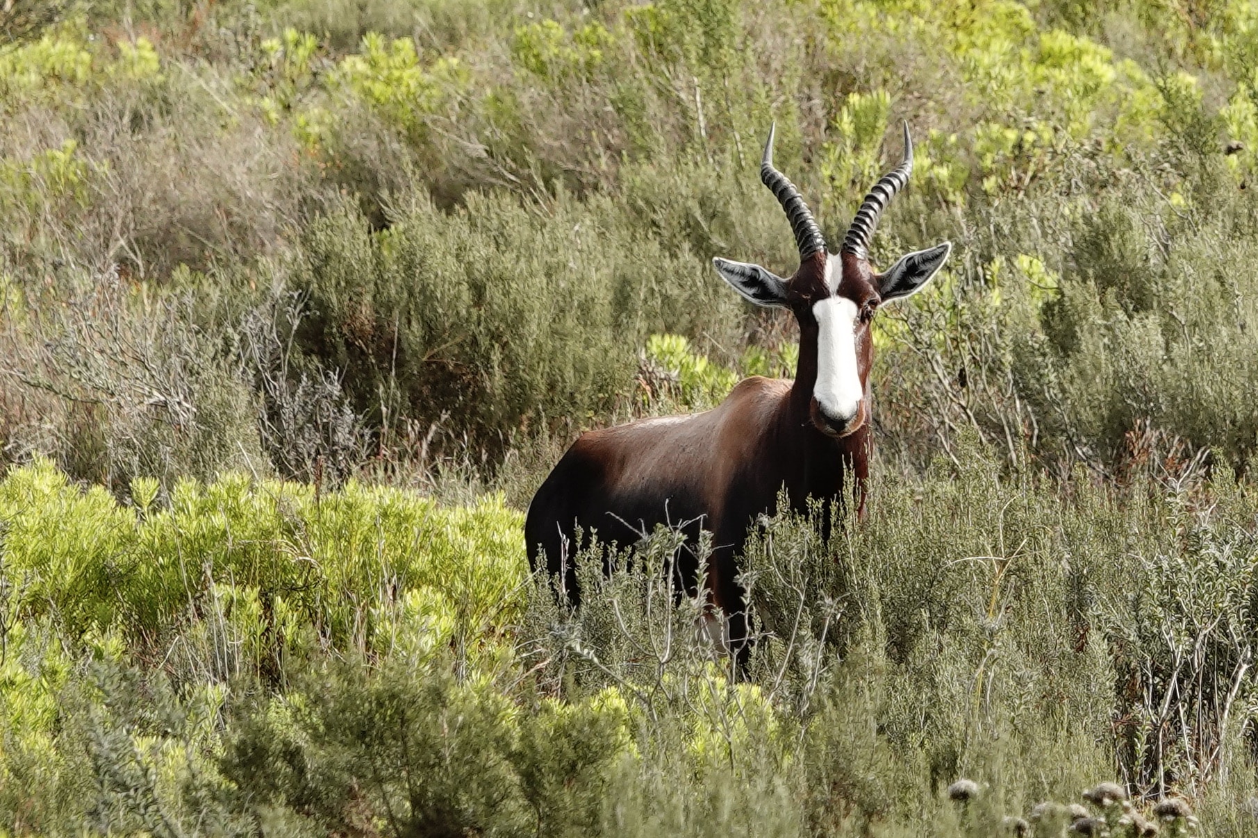 De endemische Bontebok