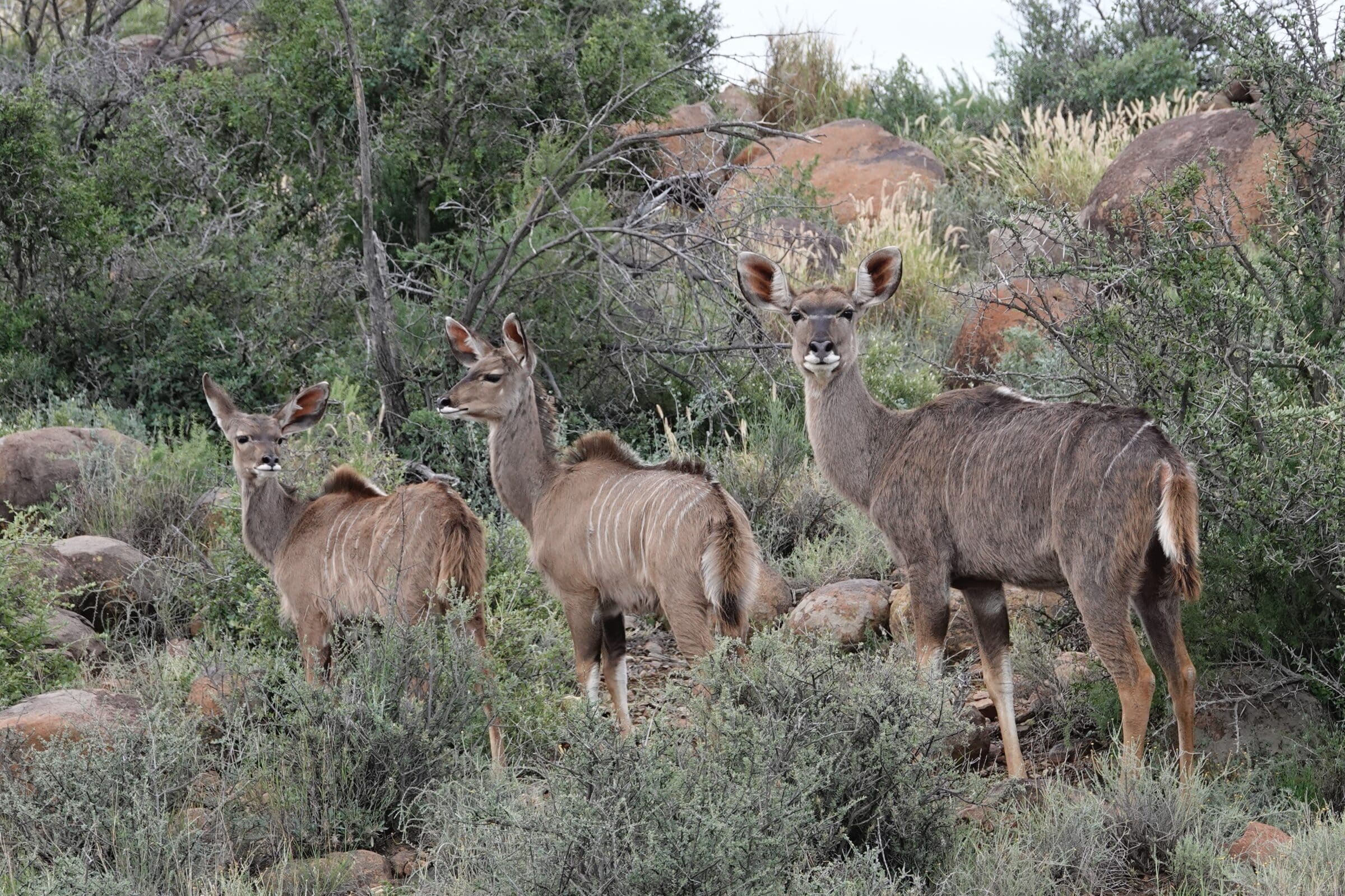 Kudu