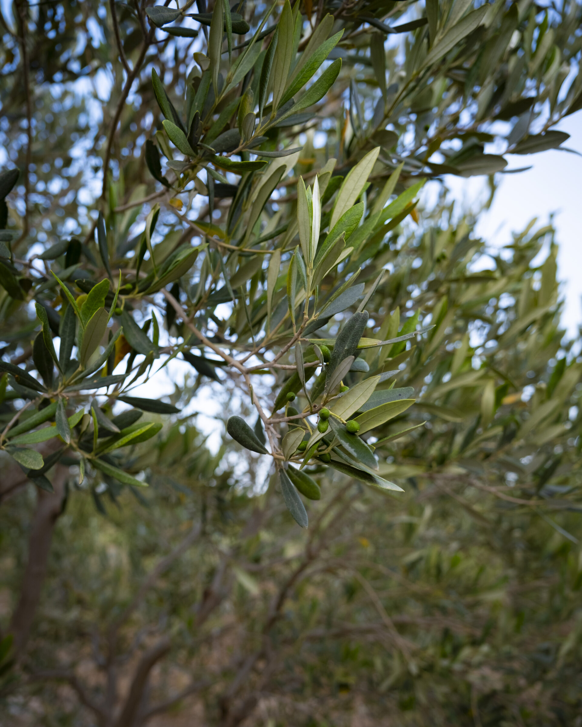 Girgenti Olive Grove