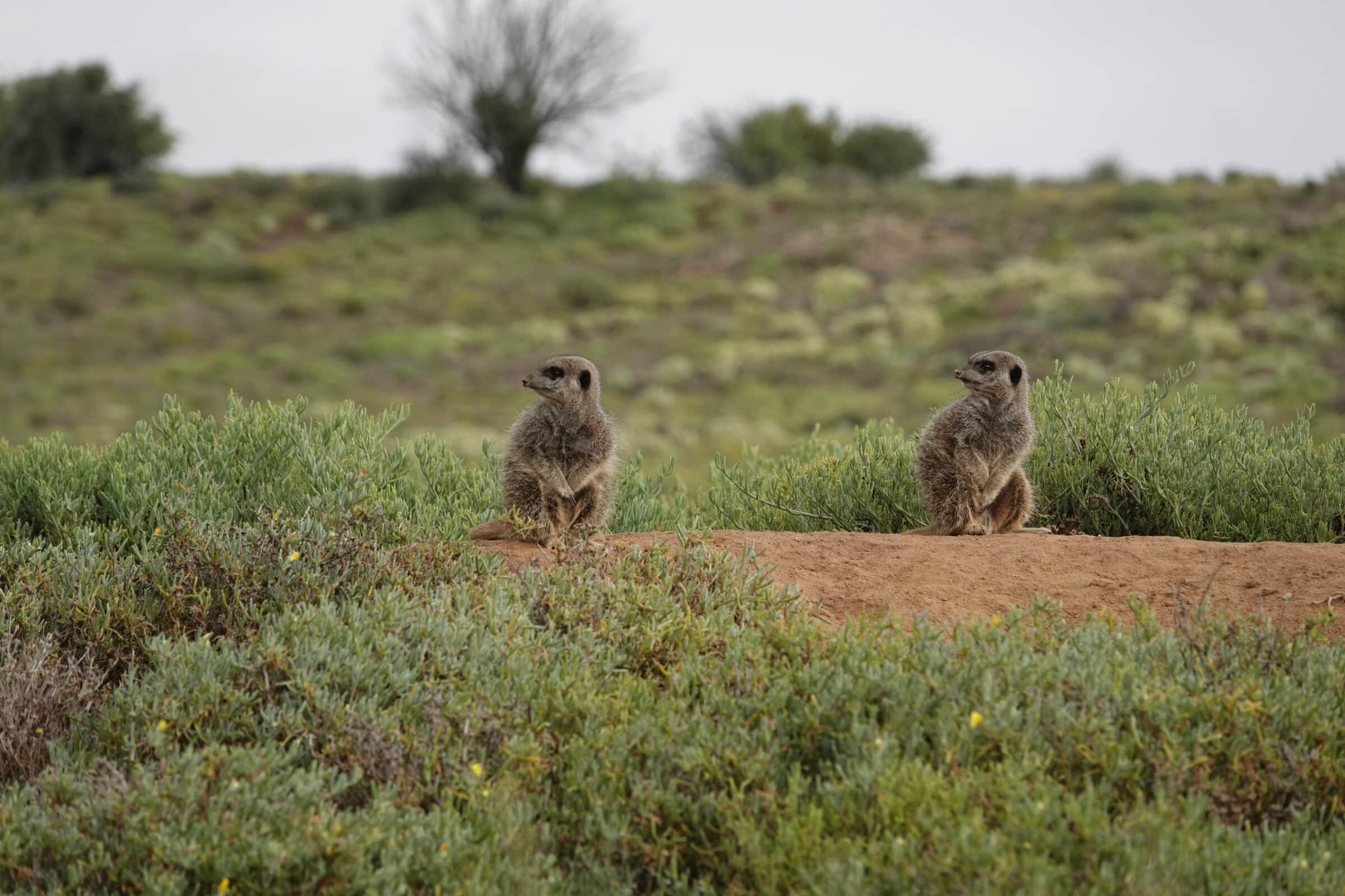 Meerkat 2