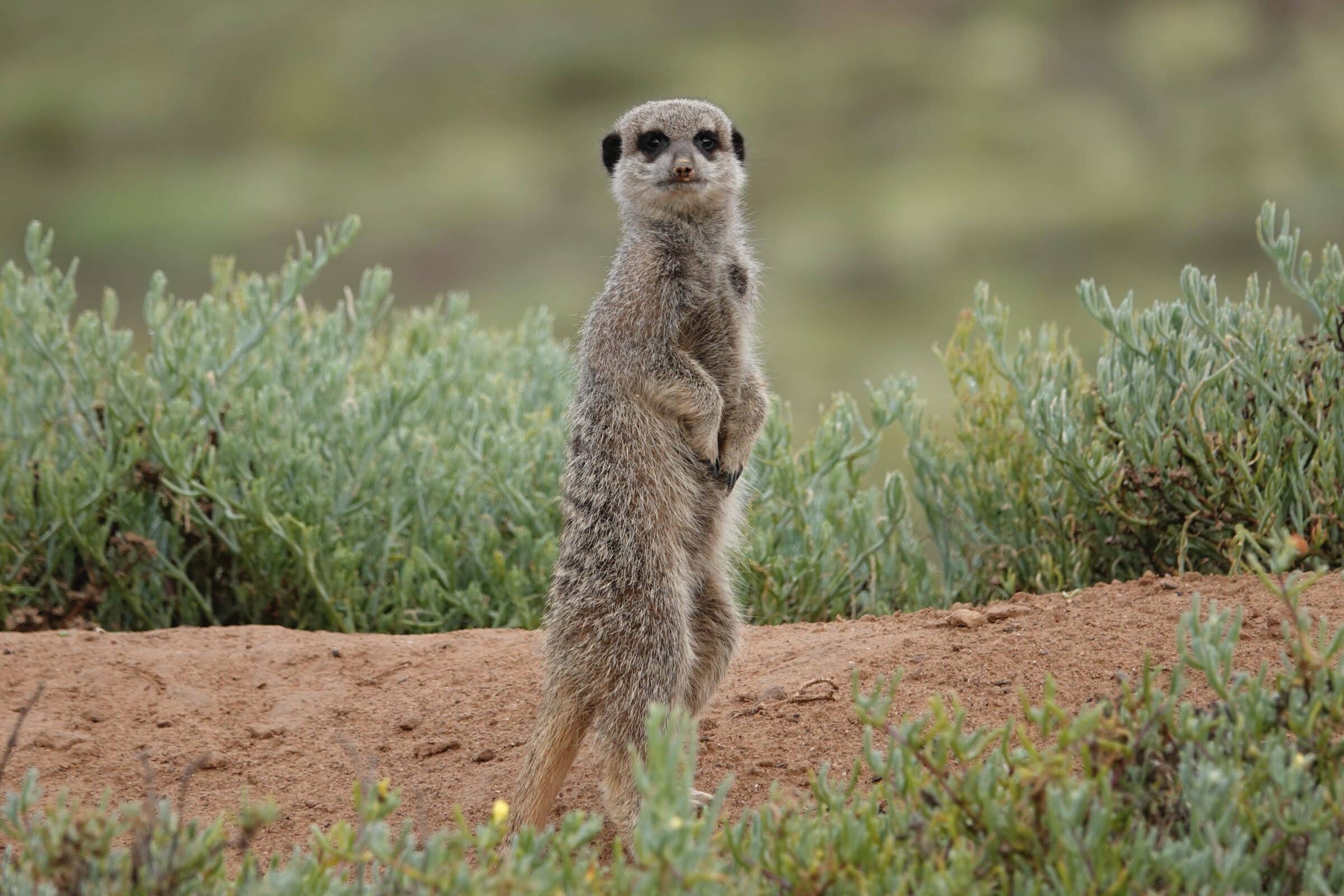 Meerkat 3