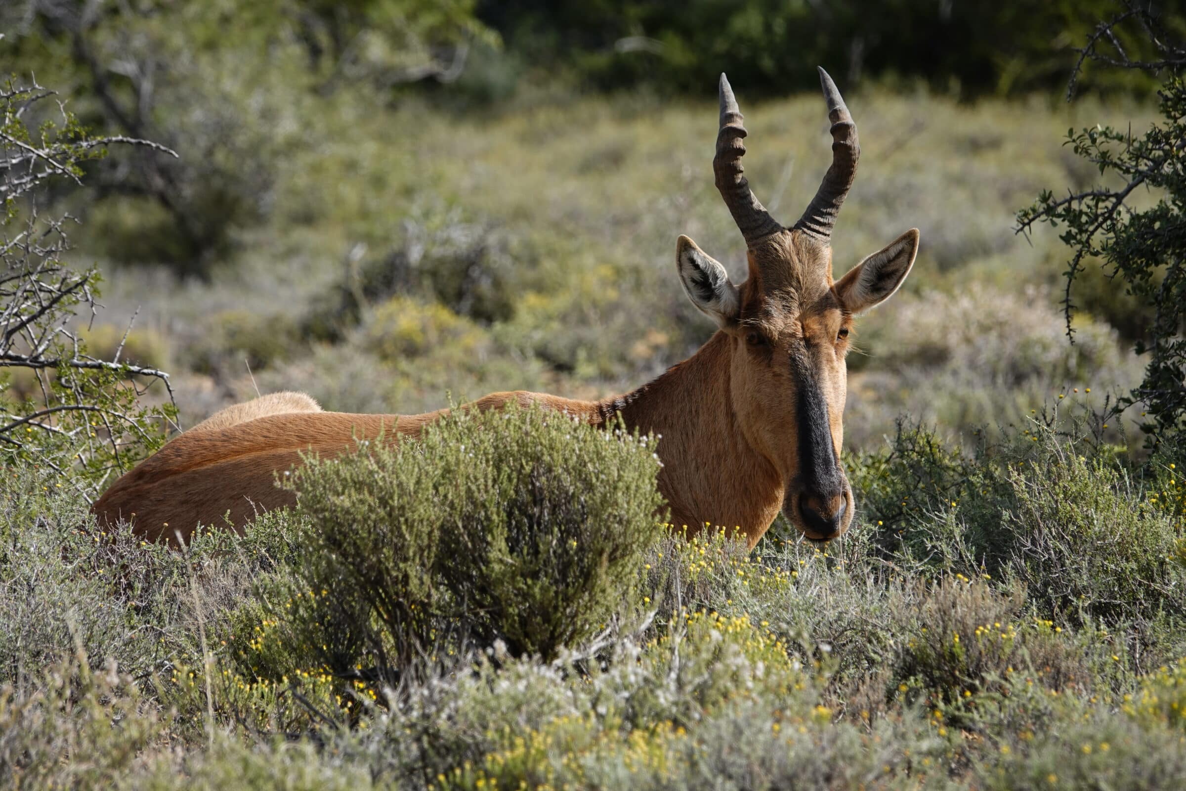 Rode hartebeest