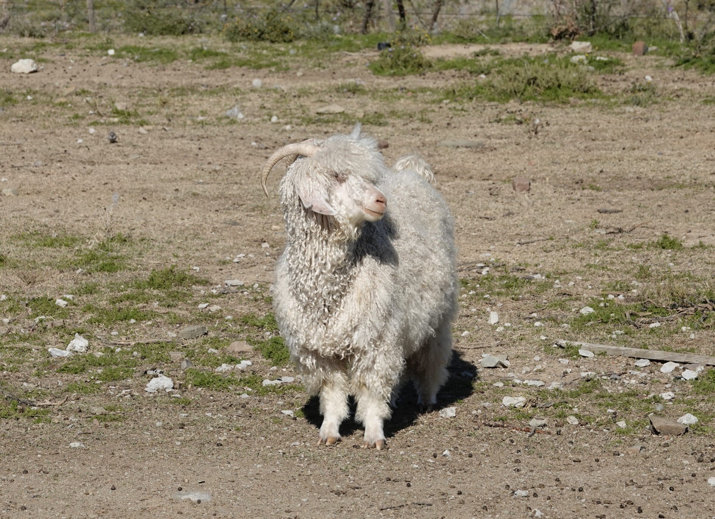 Angora geiten rondom Willowmore