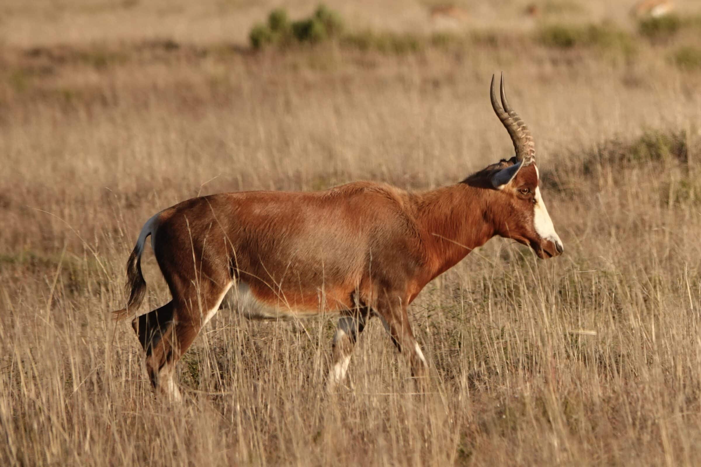 Blesbok