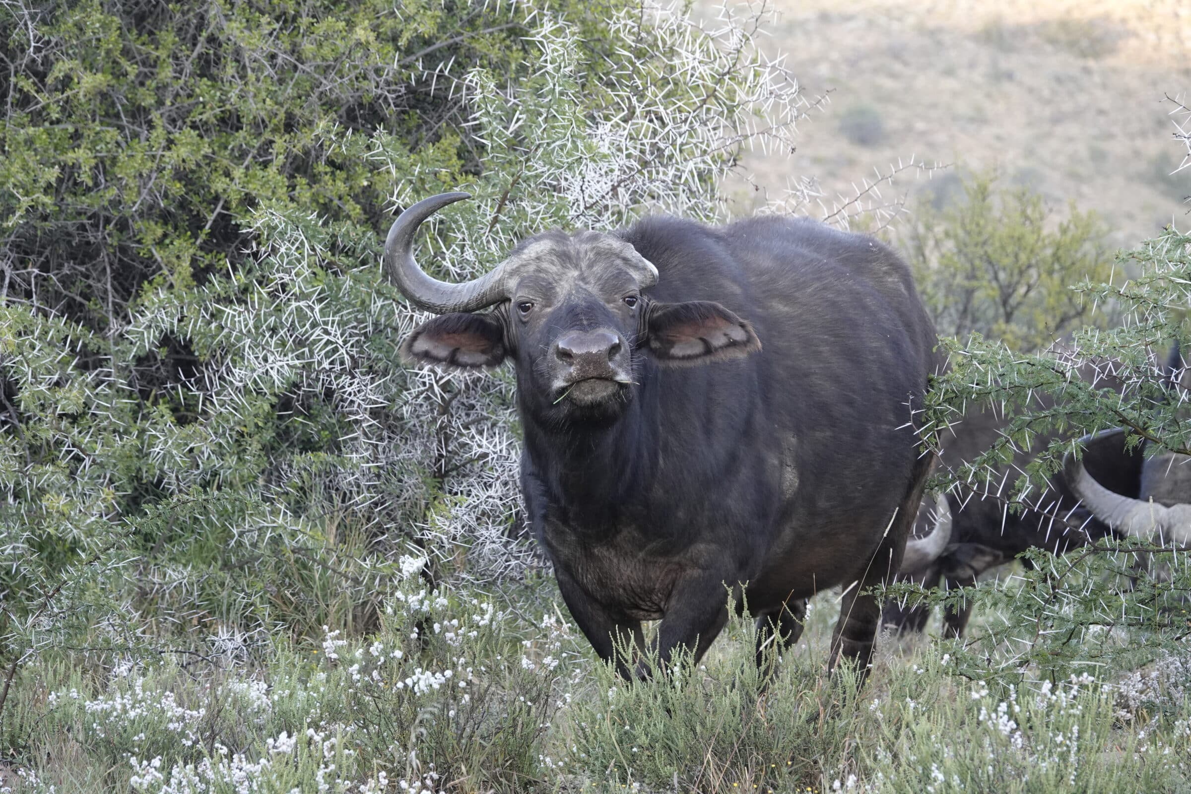 Buffel | Overlanden in Zuid-Afrika