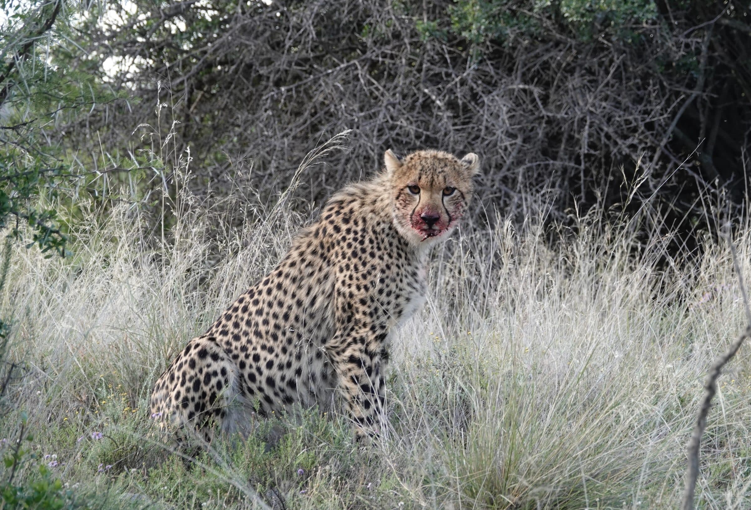 Cheeta 1