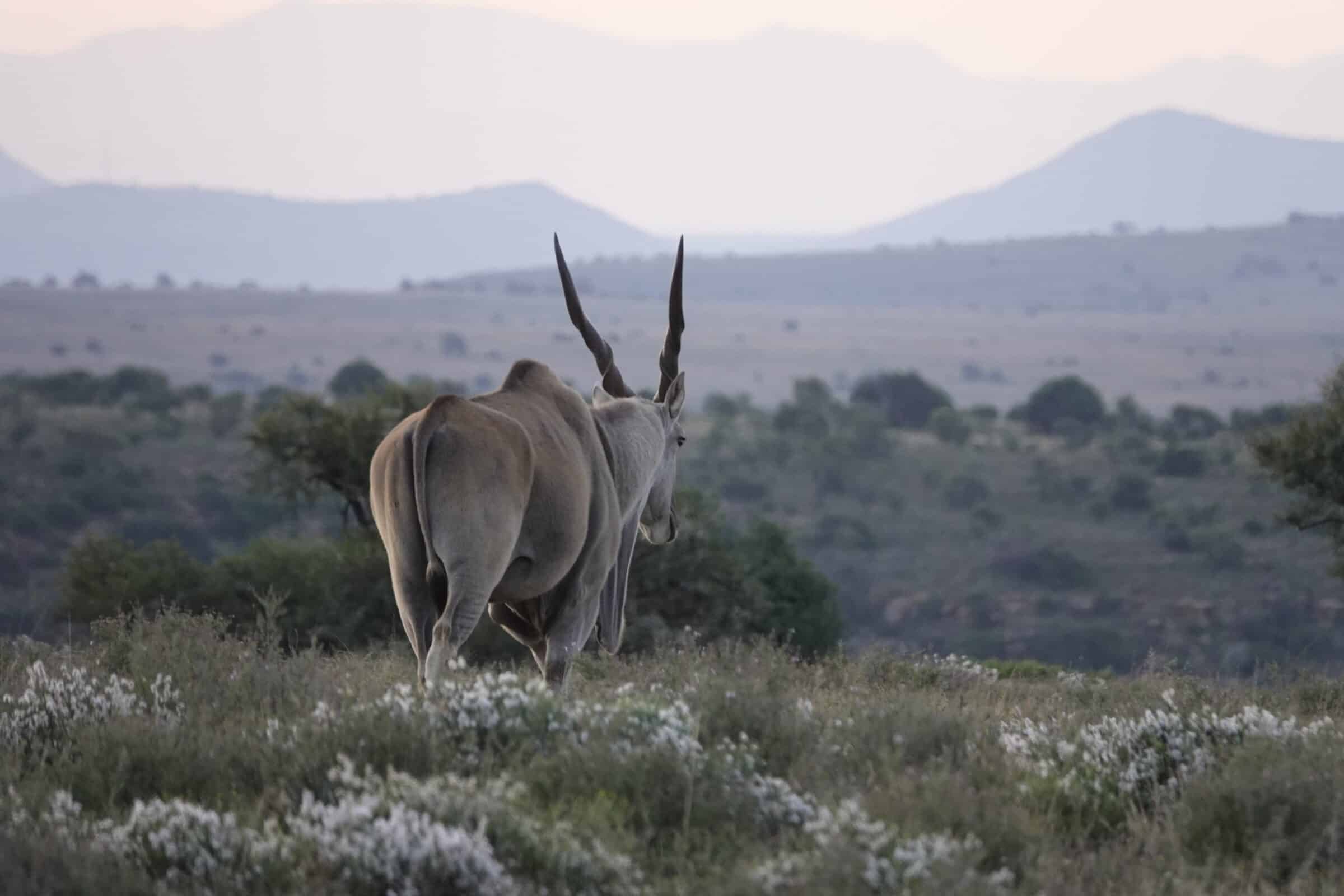 Eland | Overlanden in Zuid-Afrika