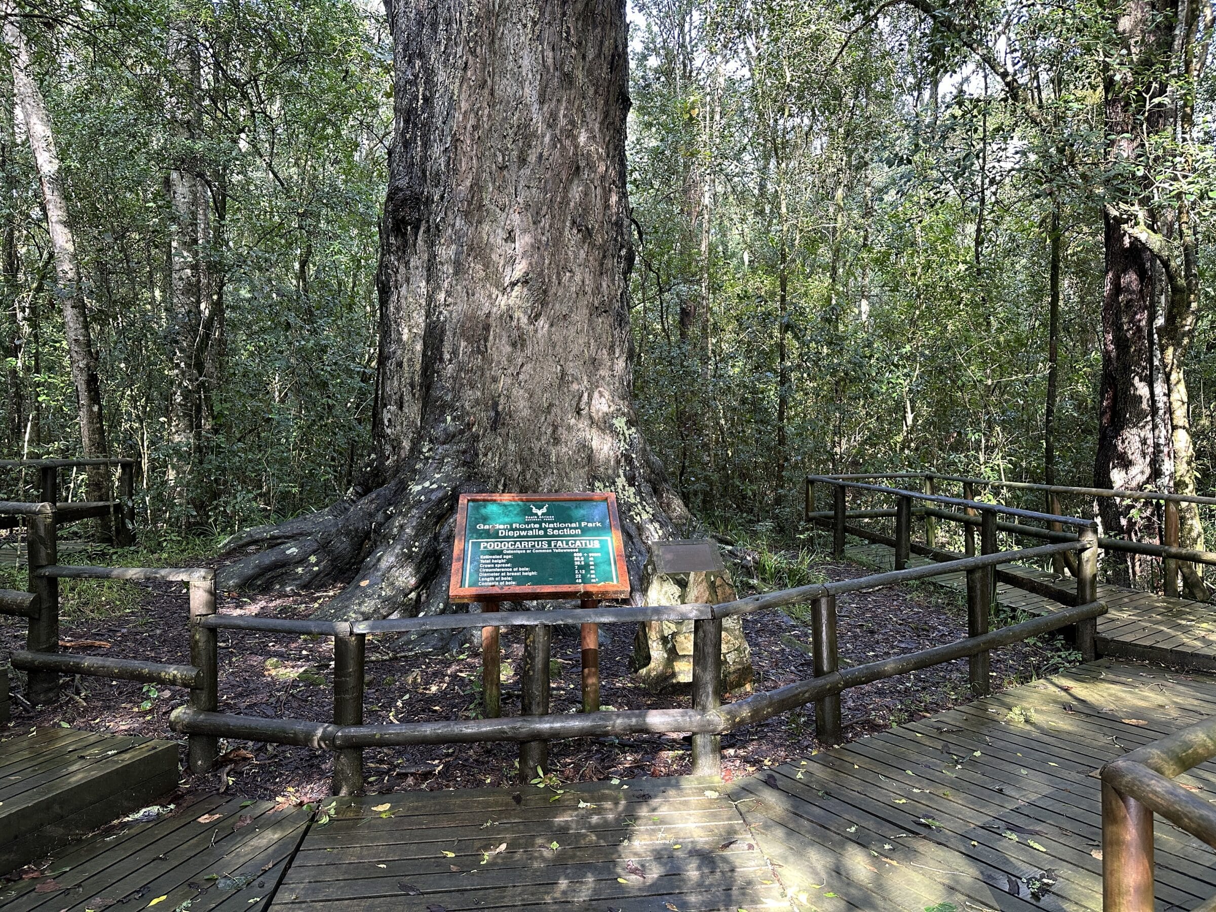 Oerbos met oude boom | Overlanden in Zuid-Afrika