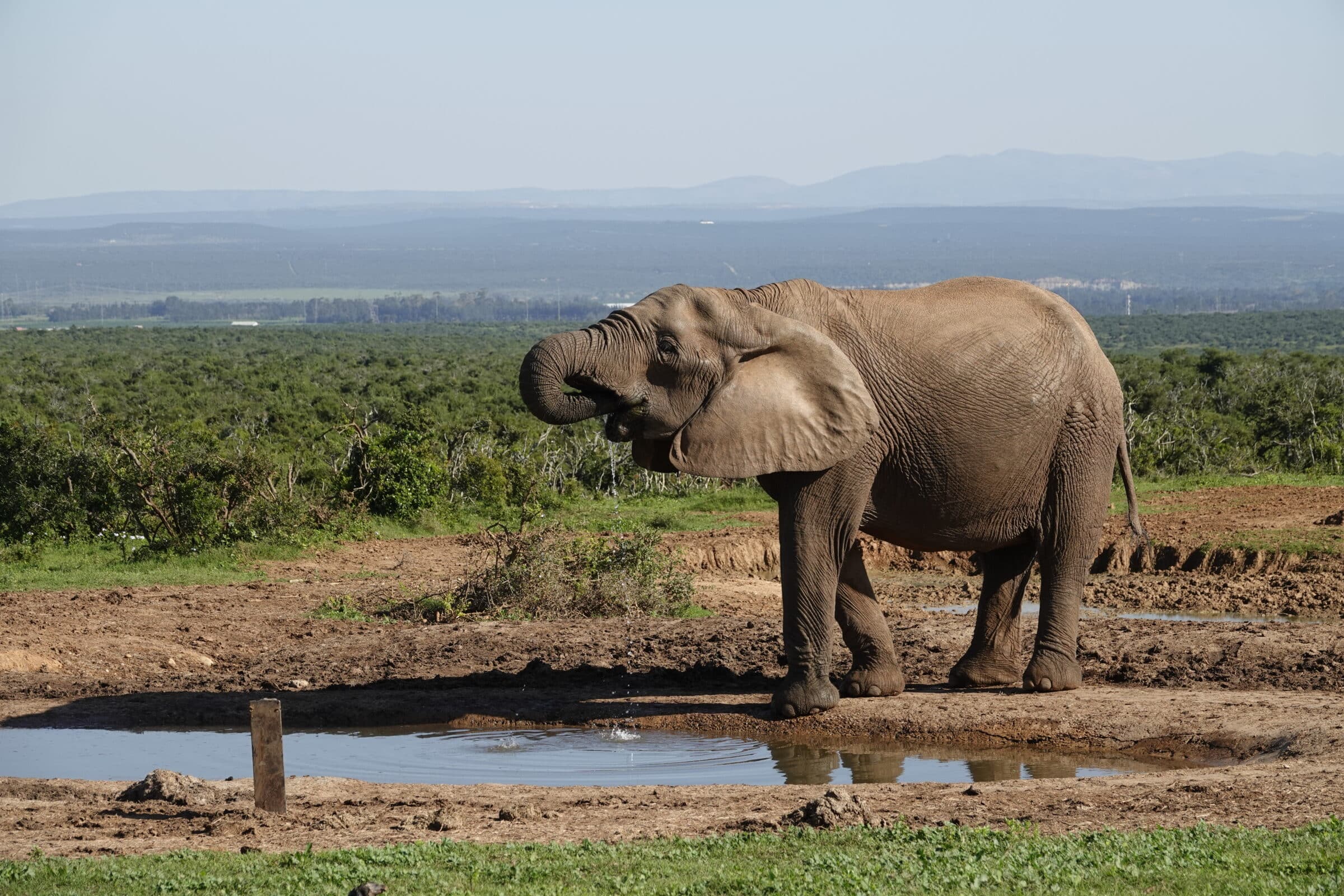 Olifant in Addo