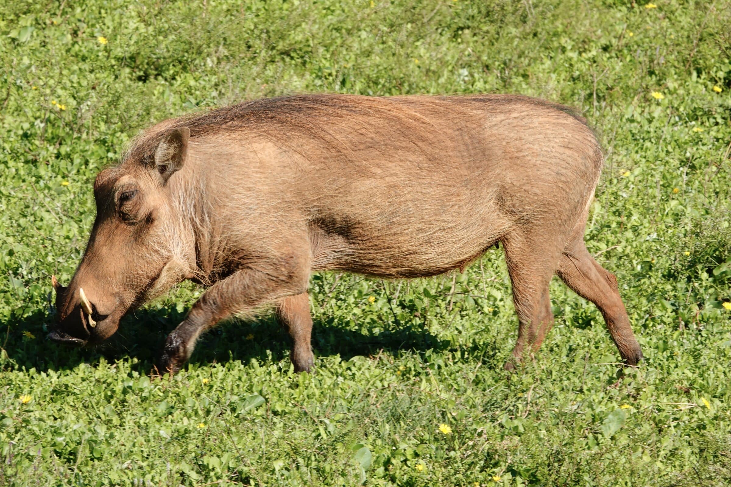 Warthog in Addo