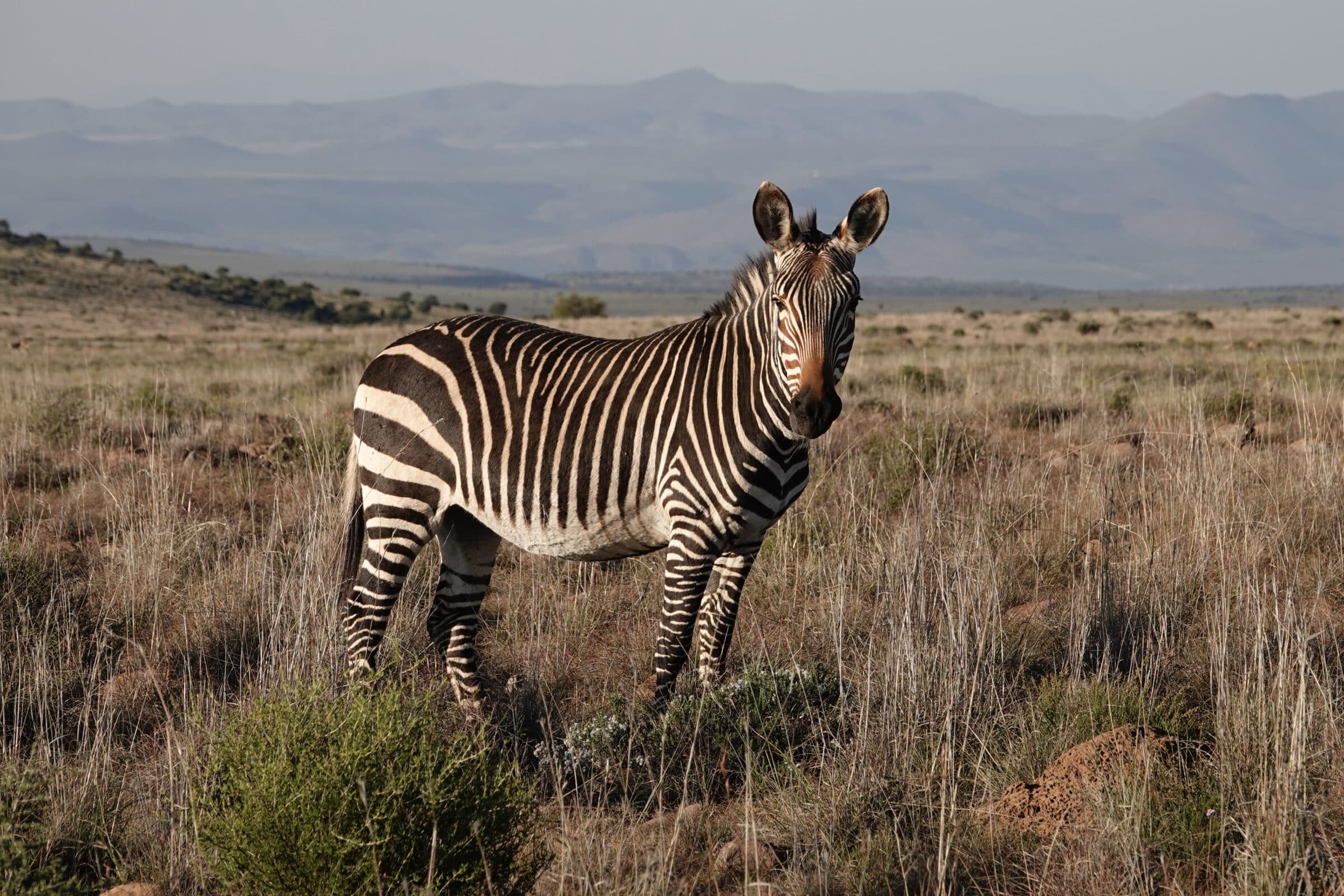 Zebra | Overlanden in Zuid-Afrika