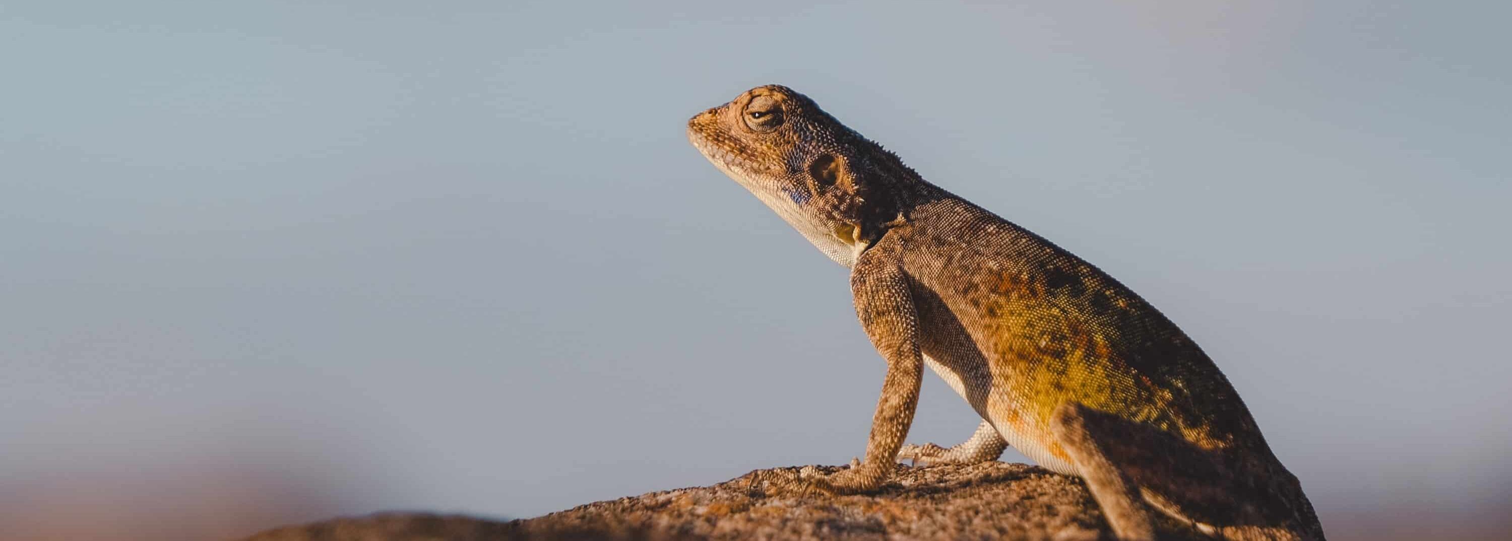 Wereldreizigers nl Unieke Bucketlist Reizen Reisblogs Tips