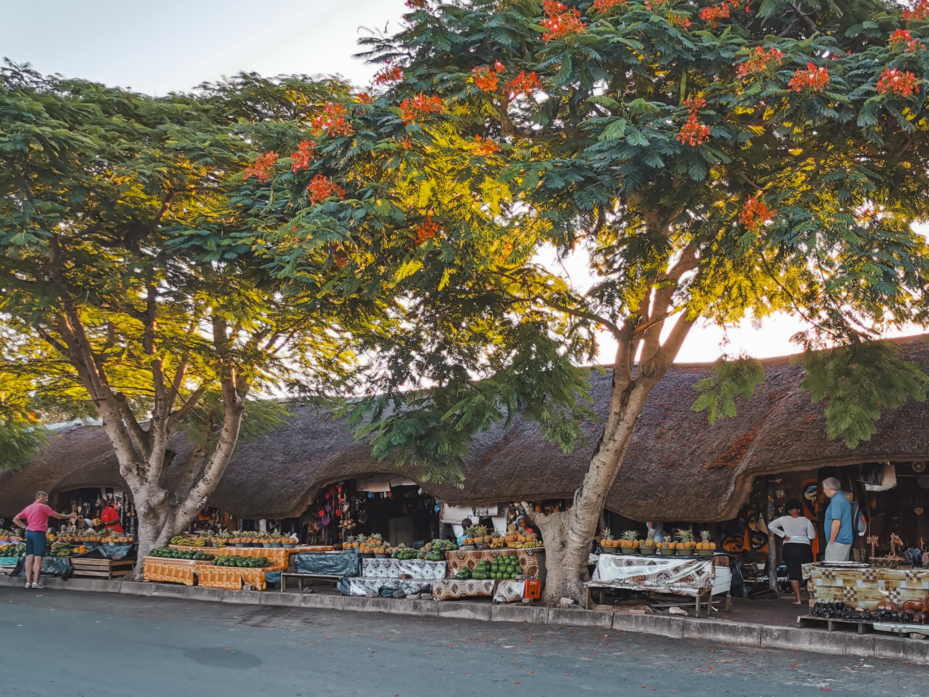南非圣卢西亚| 湿地、野生动物和旅行贴士
