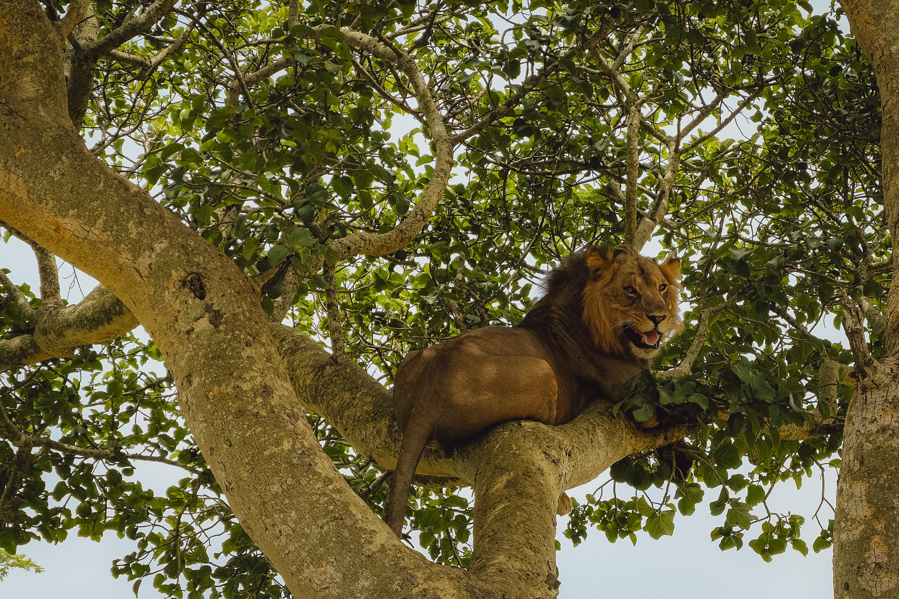 Uganda Nomads | 15-daagse 4x4 roadtrip