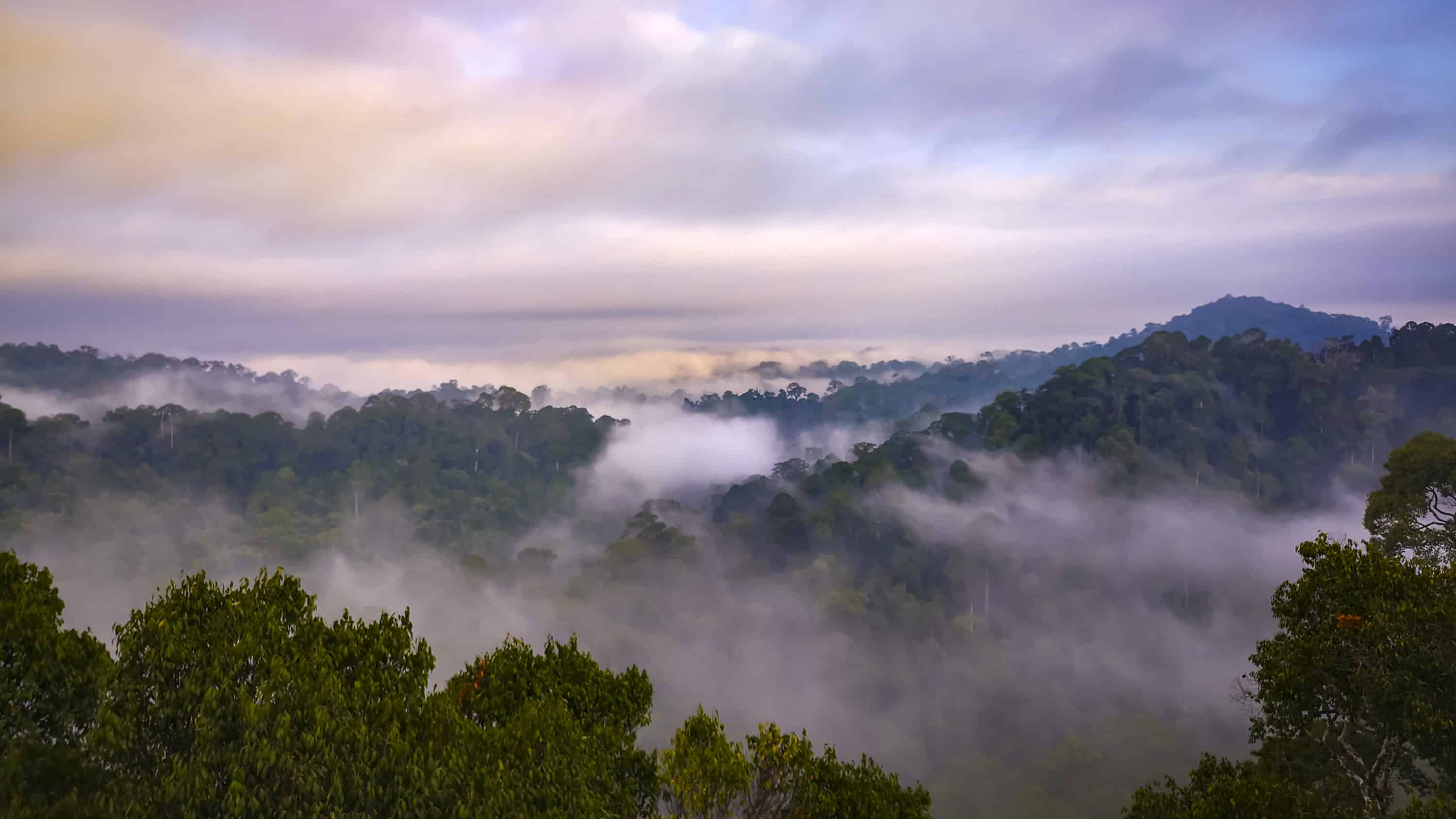 Ulu Temburong National Park